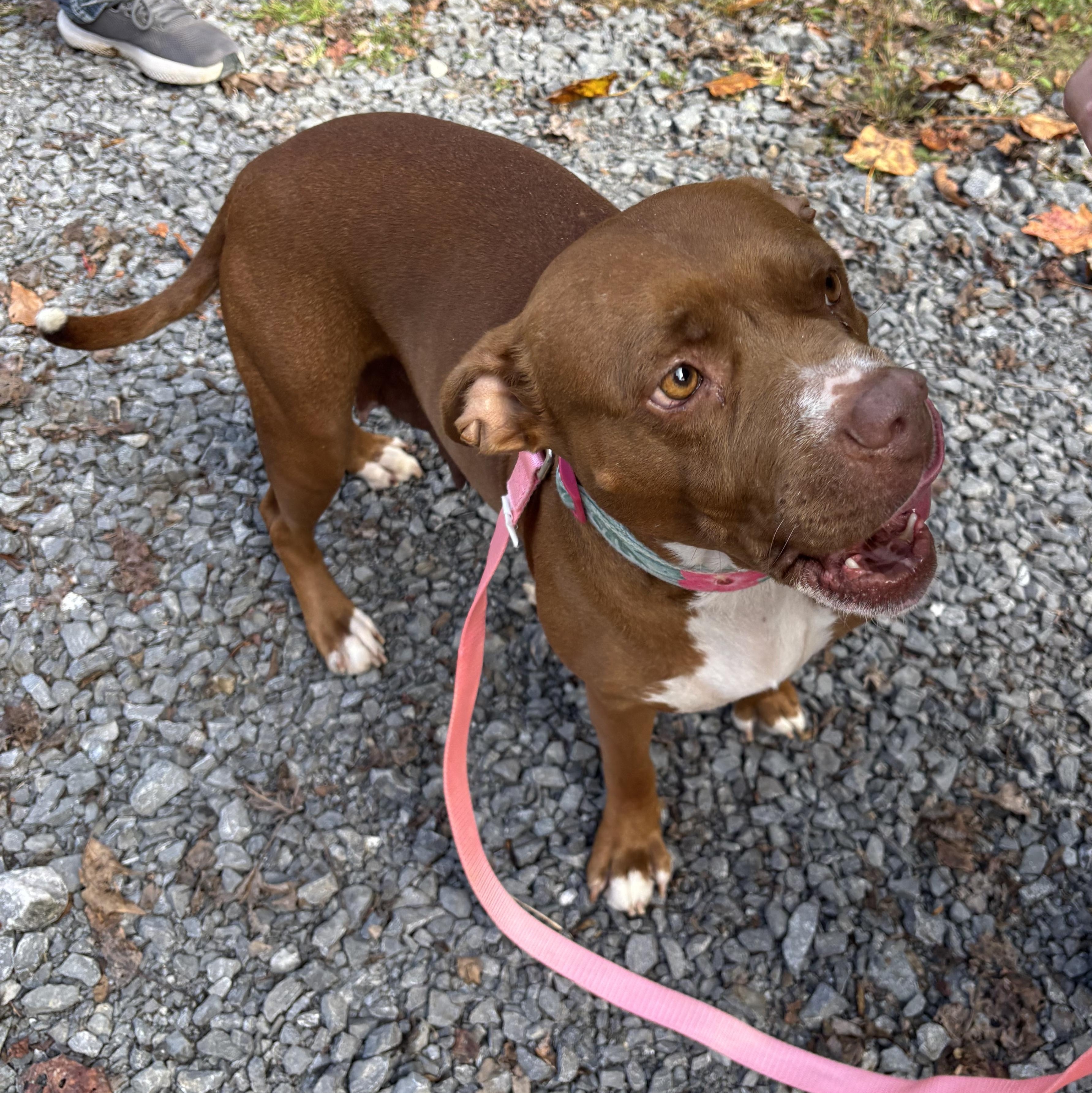 Mia (~ being fostered)