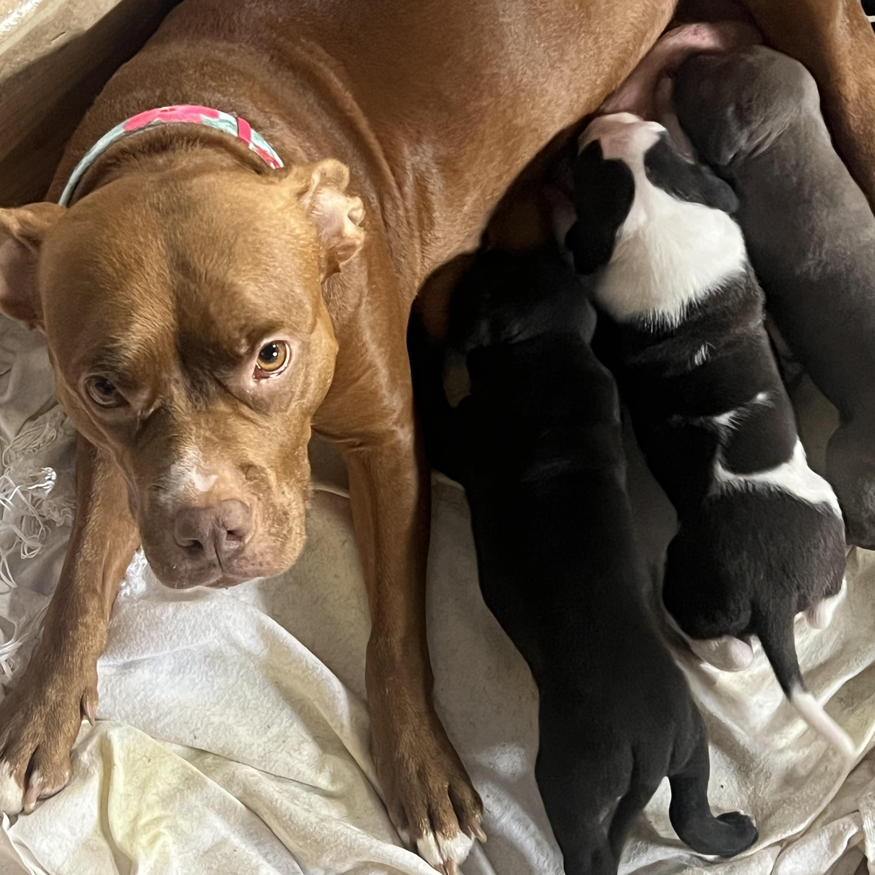 Mia (~ being fostered), a Adoptable mixed breed in Grafton, WV image 6/6