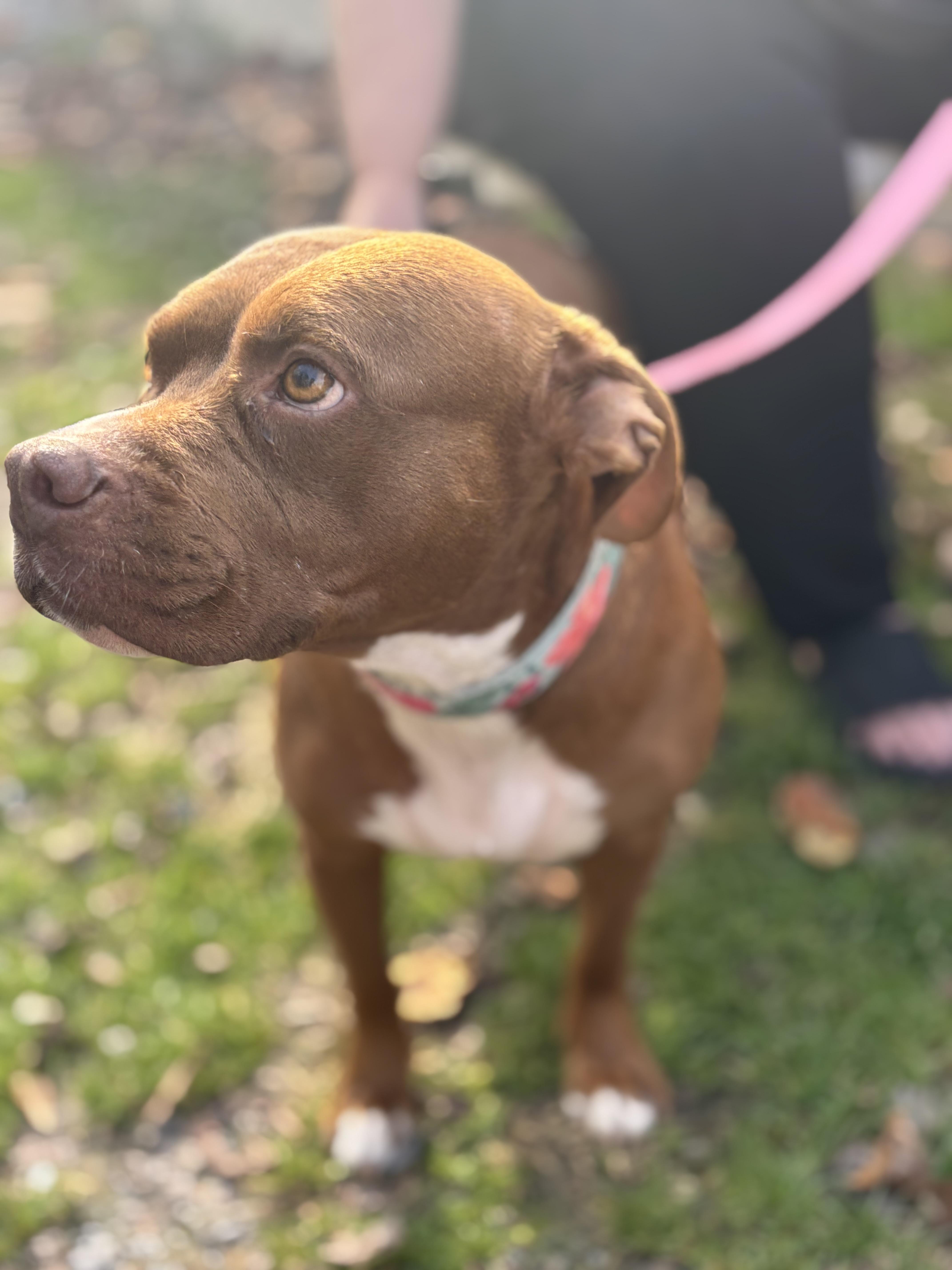 Mia (~ being fostered), Adoptable, Adult Female Pit Bull Terrier.