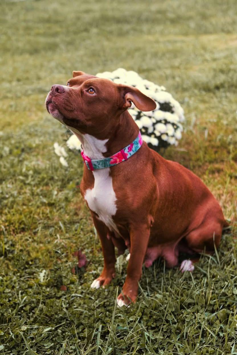 Mia (~ being fostered), a Adoptable mixed breed in Grafton, WV image 3/6