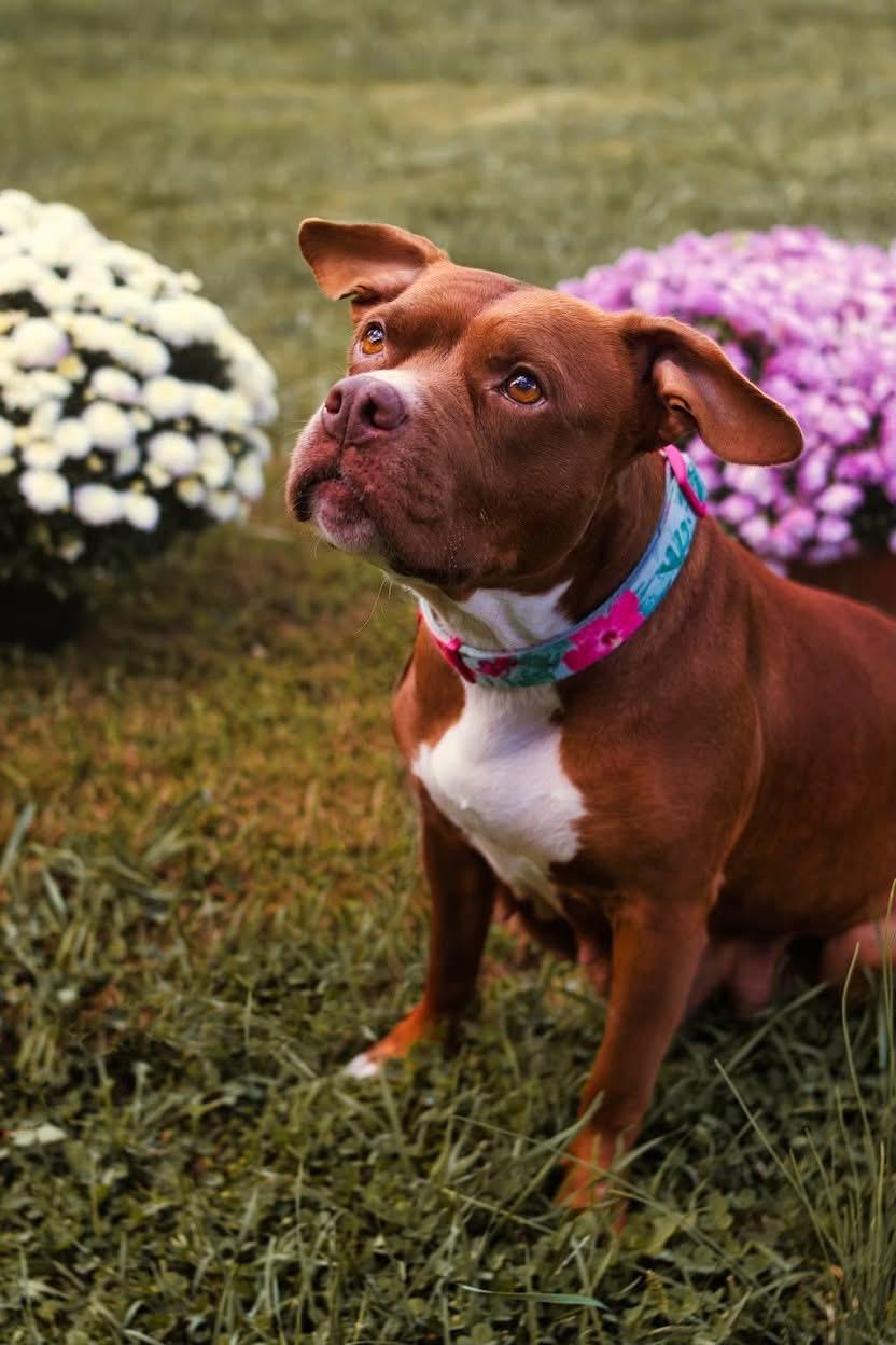 Mia (~ being fostered)