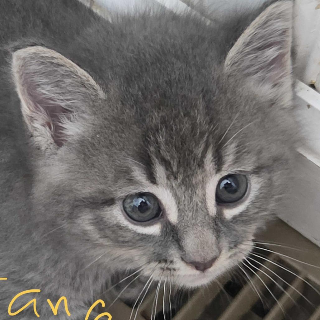 Grover, Adoptable, Kitten Male Domestic Long Hair.