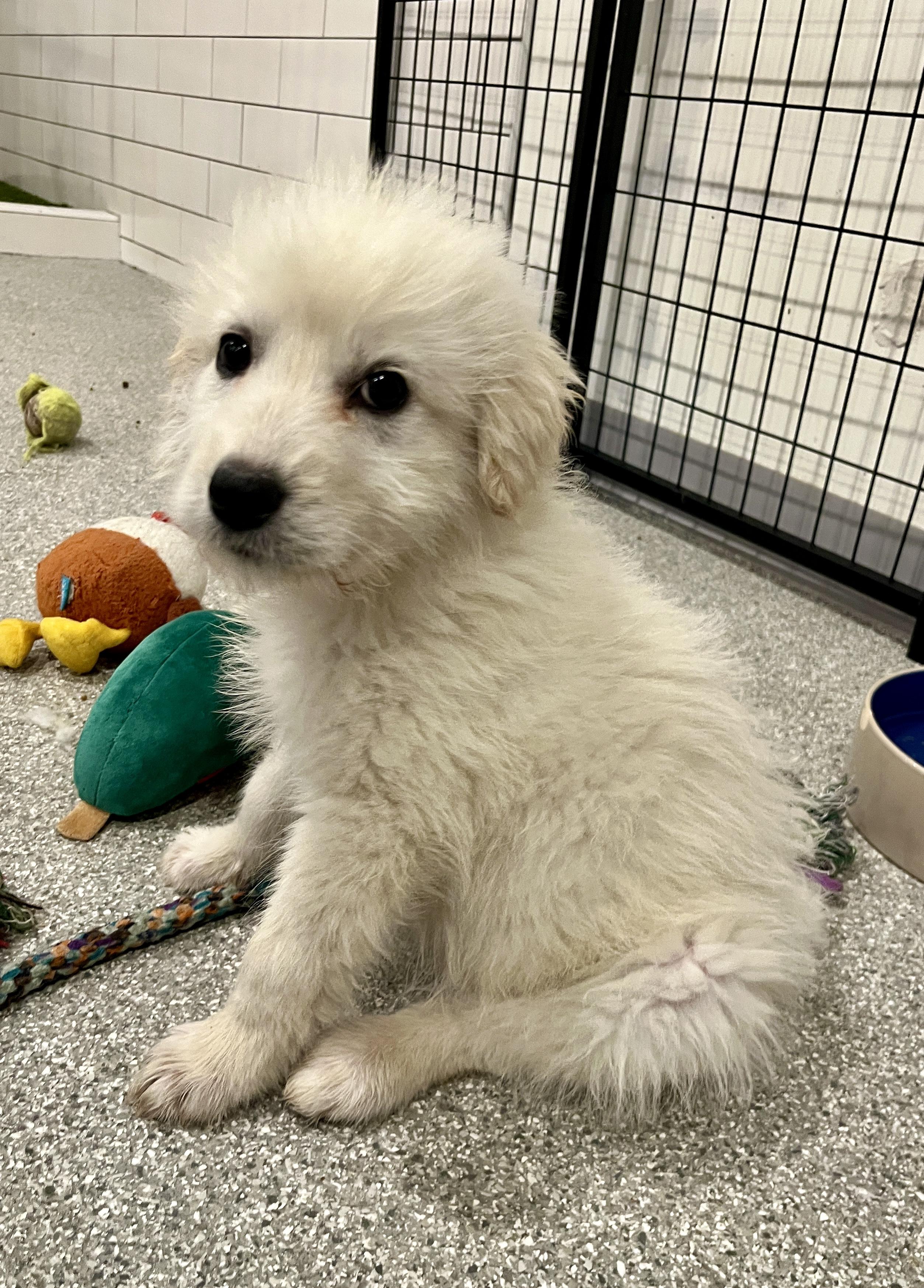 Enlarge Kaitlin, an adopted mixed breed in Minneapolis, MN image 4/6