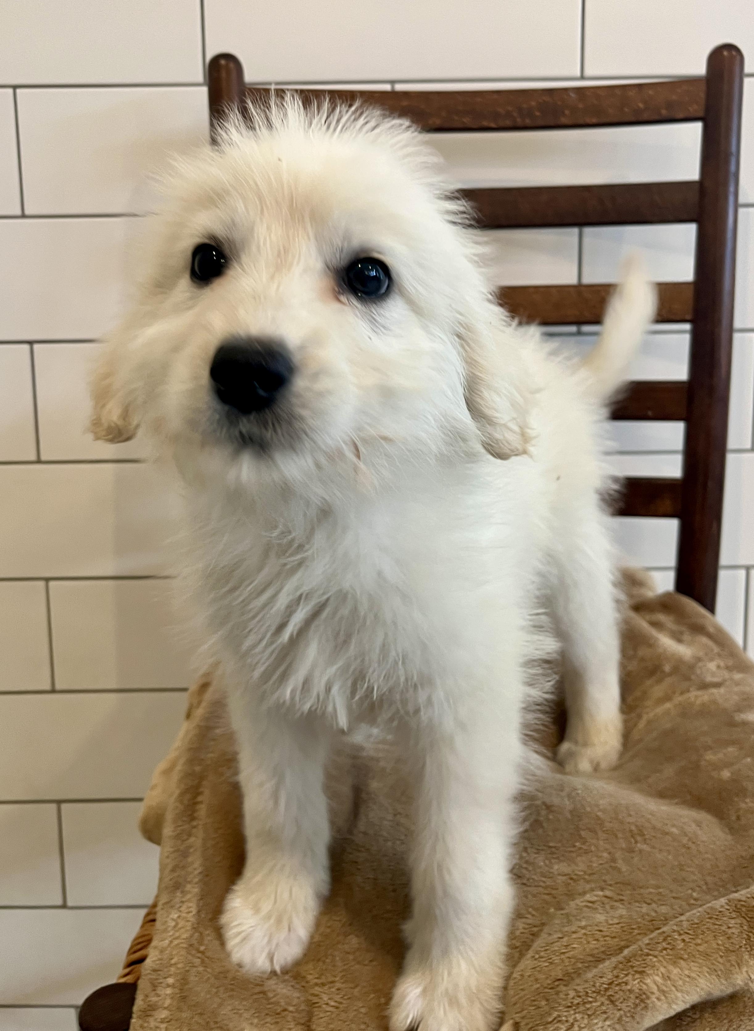 Enlarge Kaitlin, an adopted mixed breed in Minneapolis, MN image 5/6