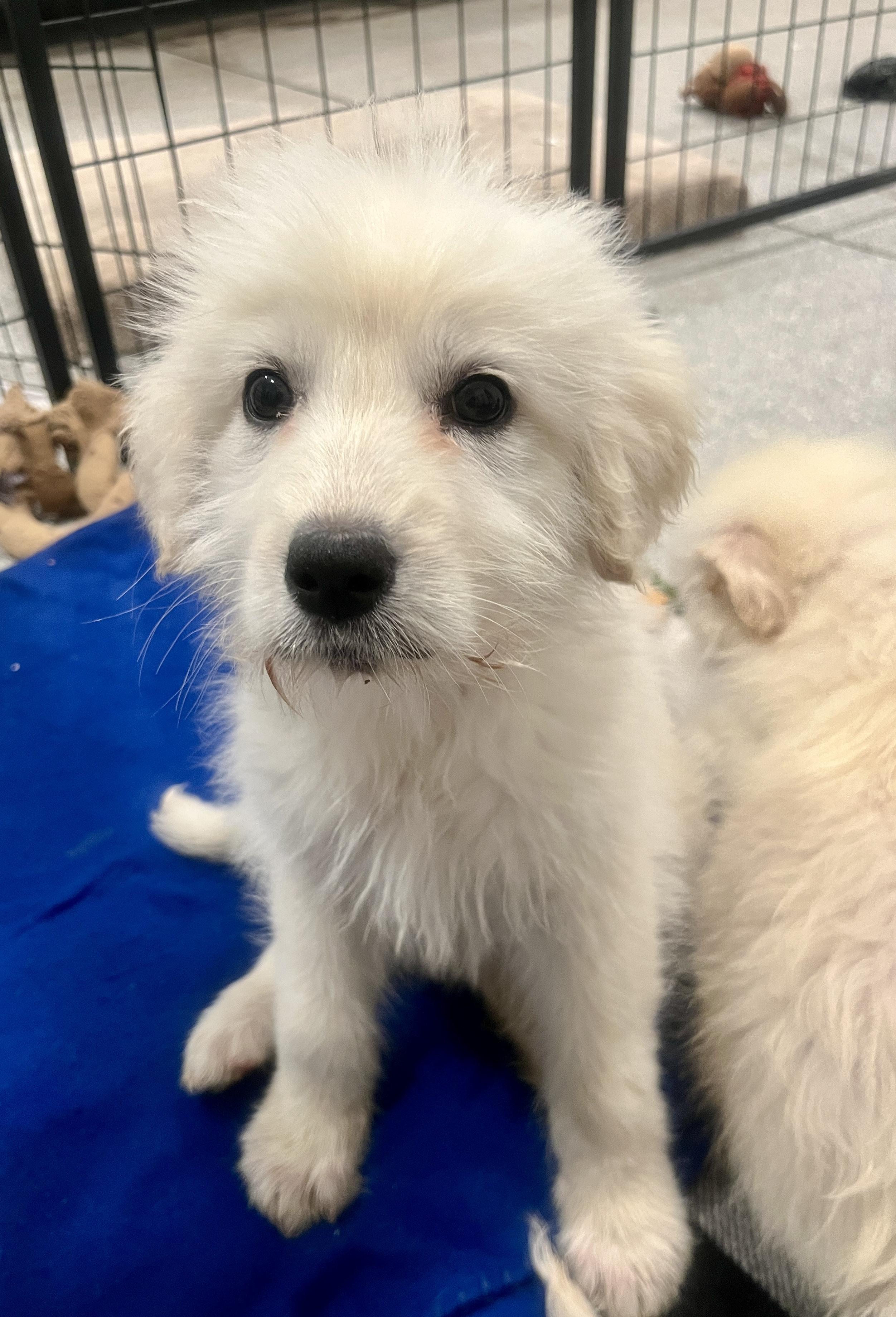 Enlarge Kaitlin, an adopted mixed breed in Minneapolis, MN image 3/6