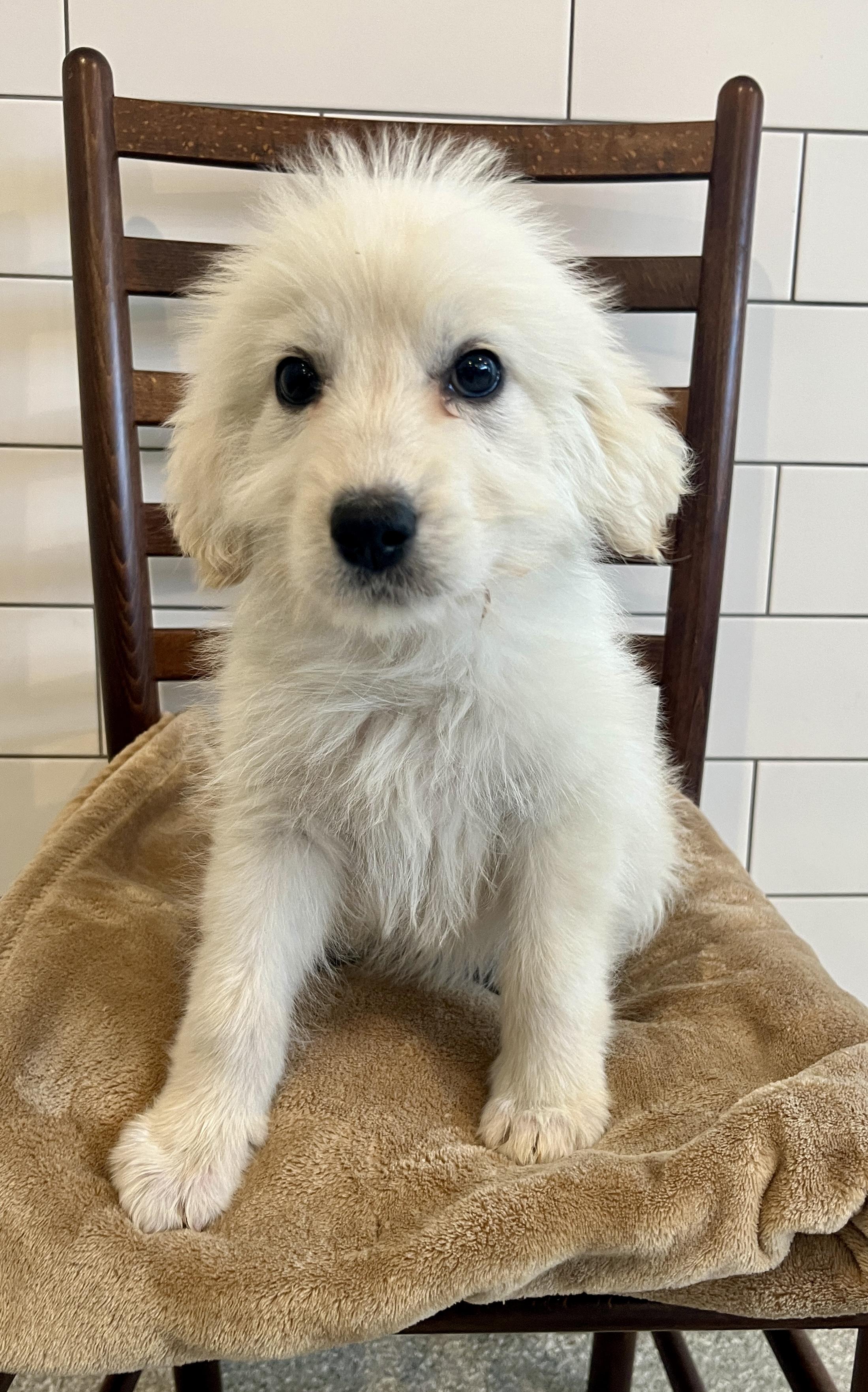 Enlarge Kaitlin, an adopted mixed breed in Minneapolis, MN image 2/6