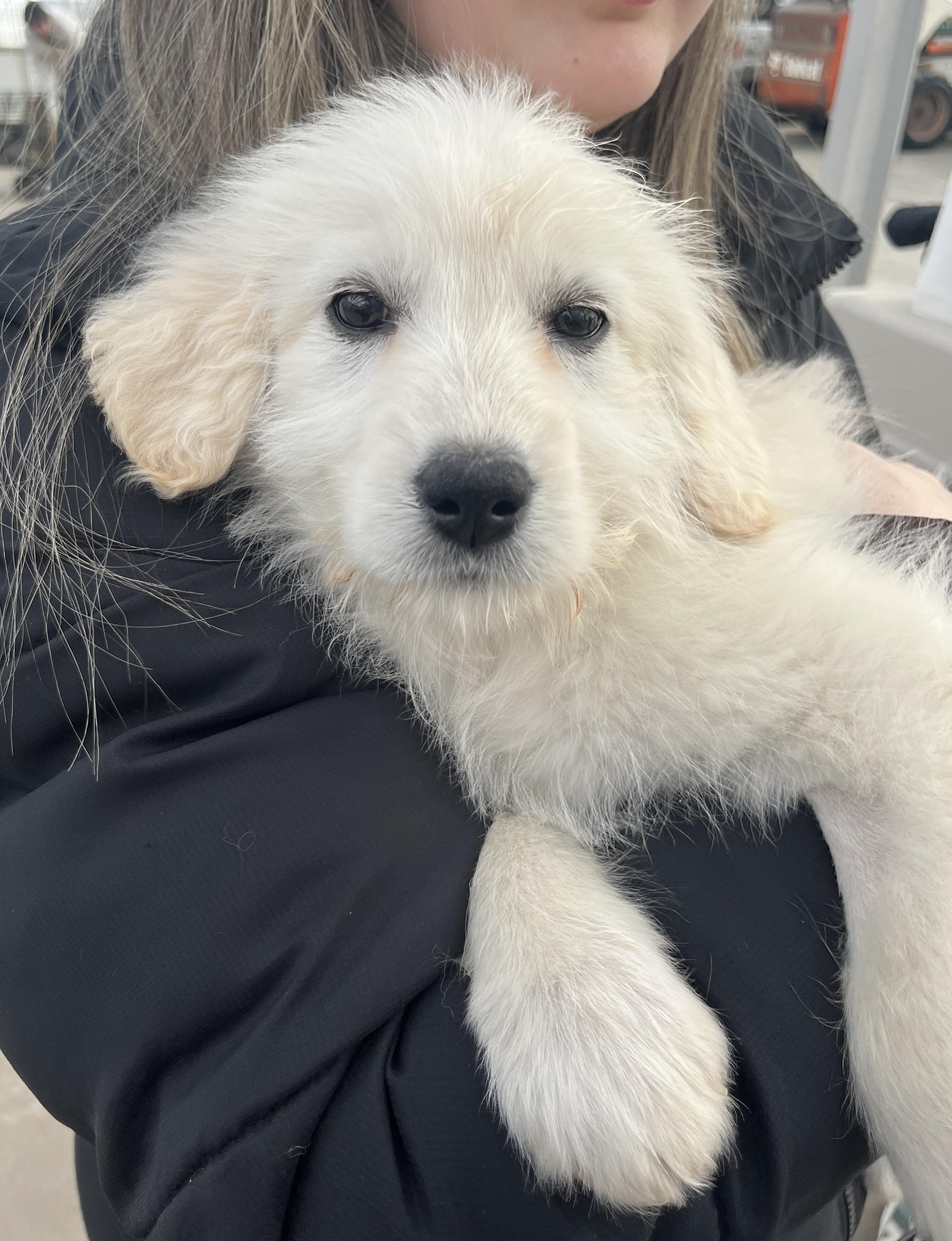Kaitlin, adopted, Puppy Female Great Pyrenees & Retriever.