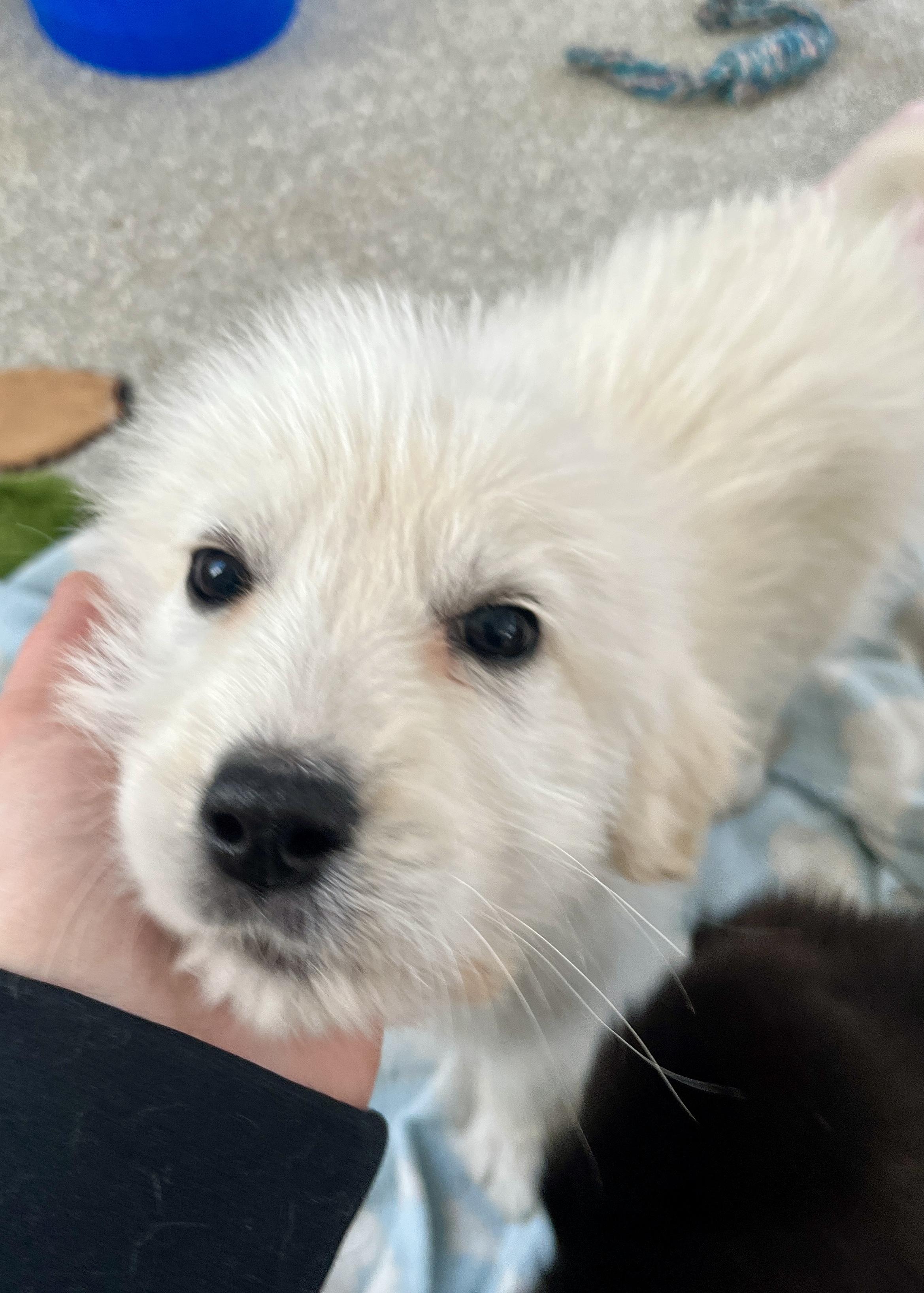 Enlarge Kaitlin, an adopted mixed breed in Minneapolis, MN image 6/6