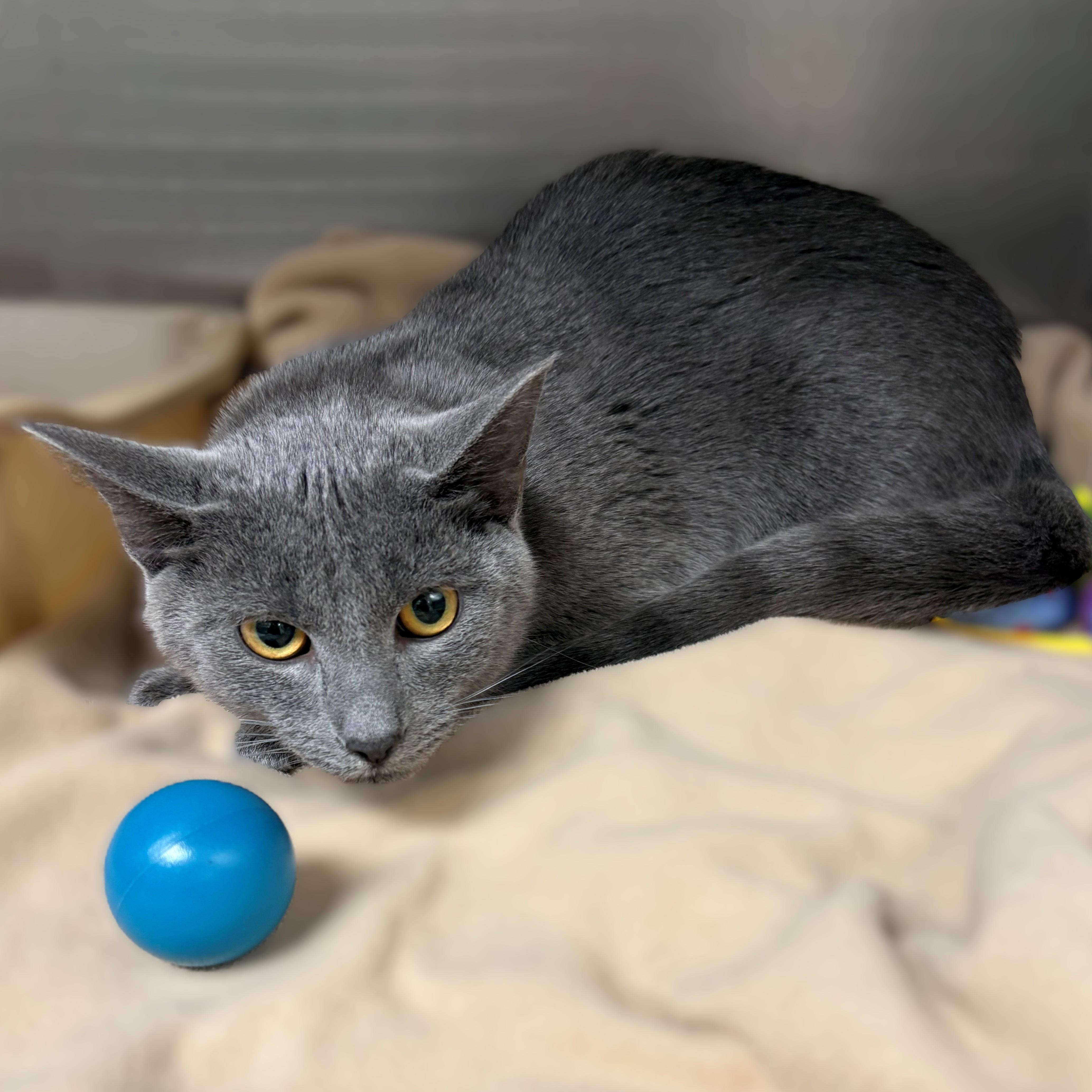 Spooky- #50481, ADOPTABLE, Young Female Domestic Short Hair.