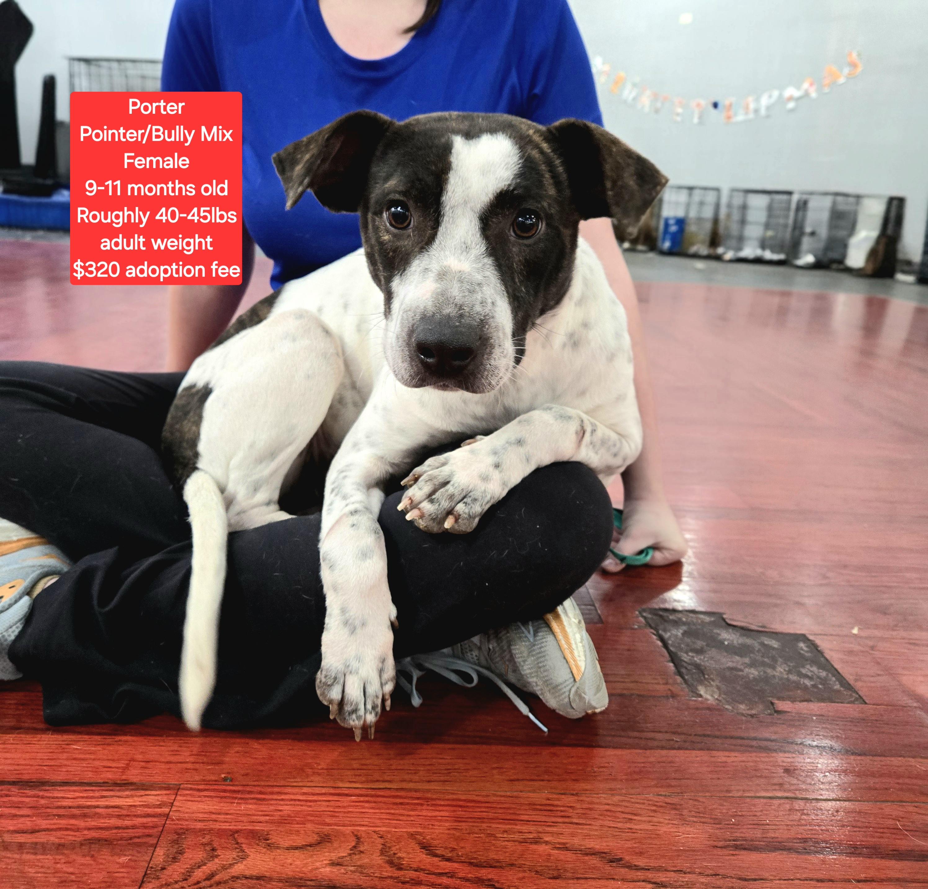 Porter, ADOPTABLE, Adult Female Pointer & American Bully.