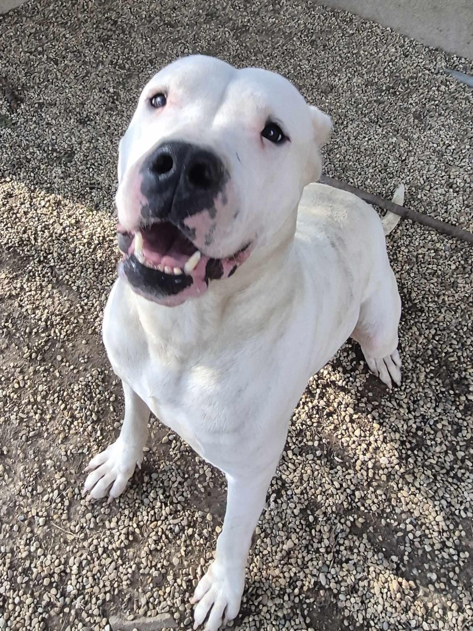 Enlarge Sasha, a Adoptable Dogo Argentino in Freeport, IL image 5/6
