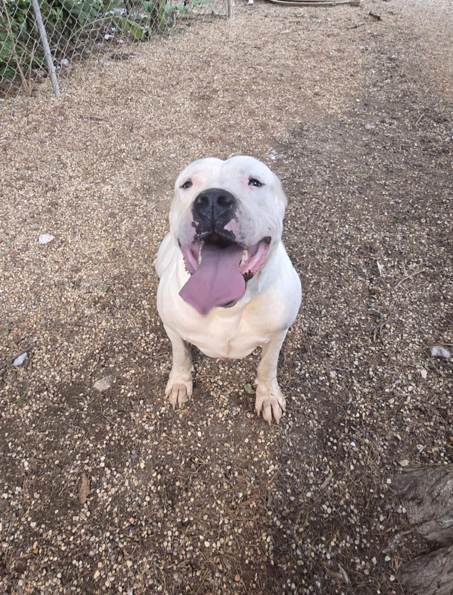 Sasha, Adoptable, Adult Female Dogo Argentino.