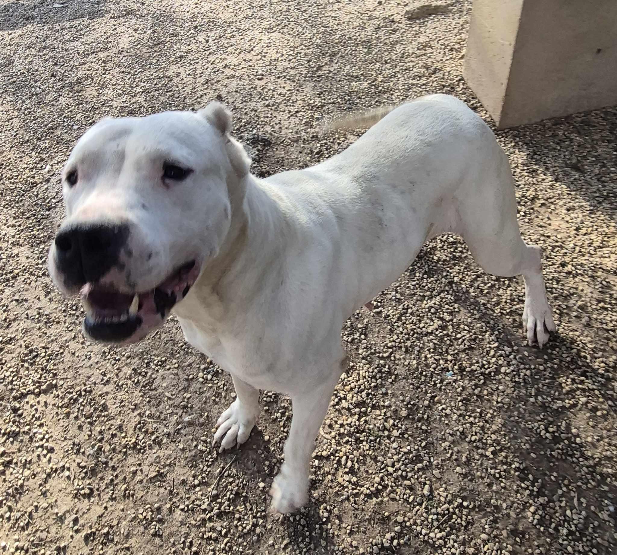 Enlarge Sasha, a Adoptable Dogo Argentino in Freeport, IL image 6/6