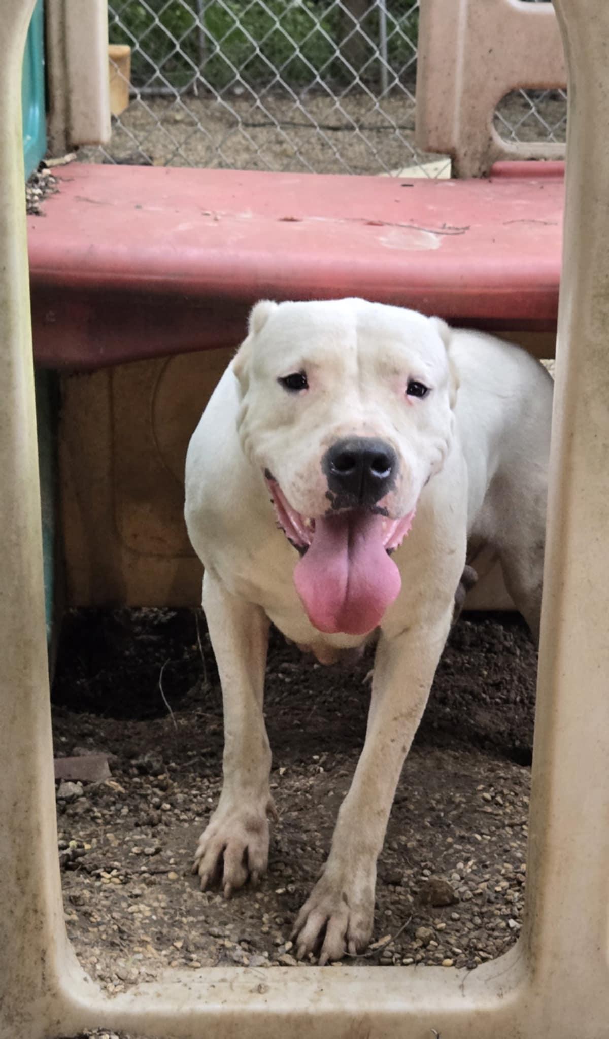 Enlarge Sasha, a Adoptable Dogo Argentino in Freeport, IL image 3/6