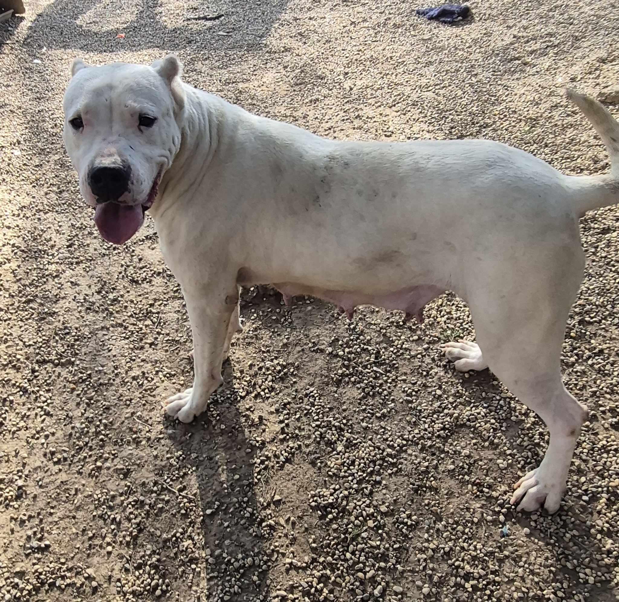 Enlarge Sasha, a Adoptable Dogo Argentino in Freeport, IL image 4/6