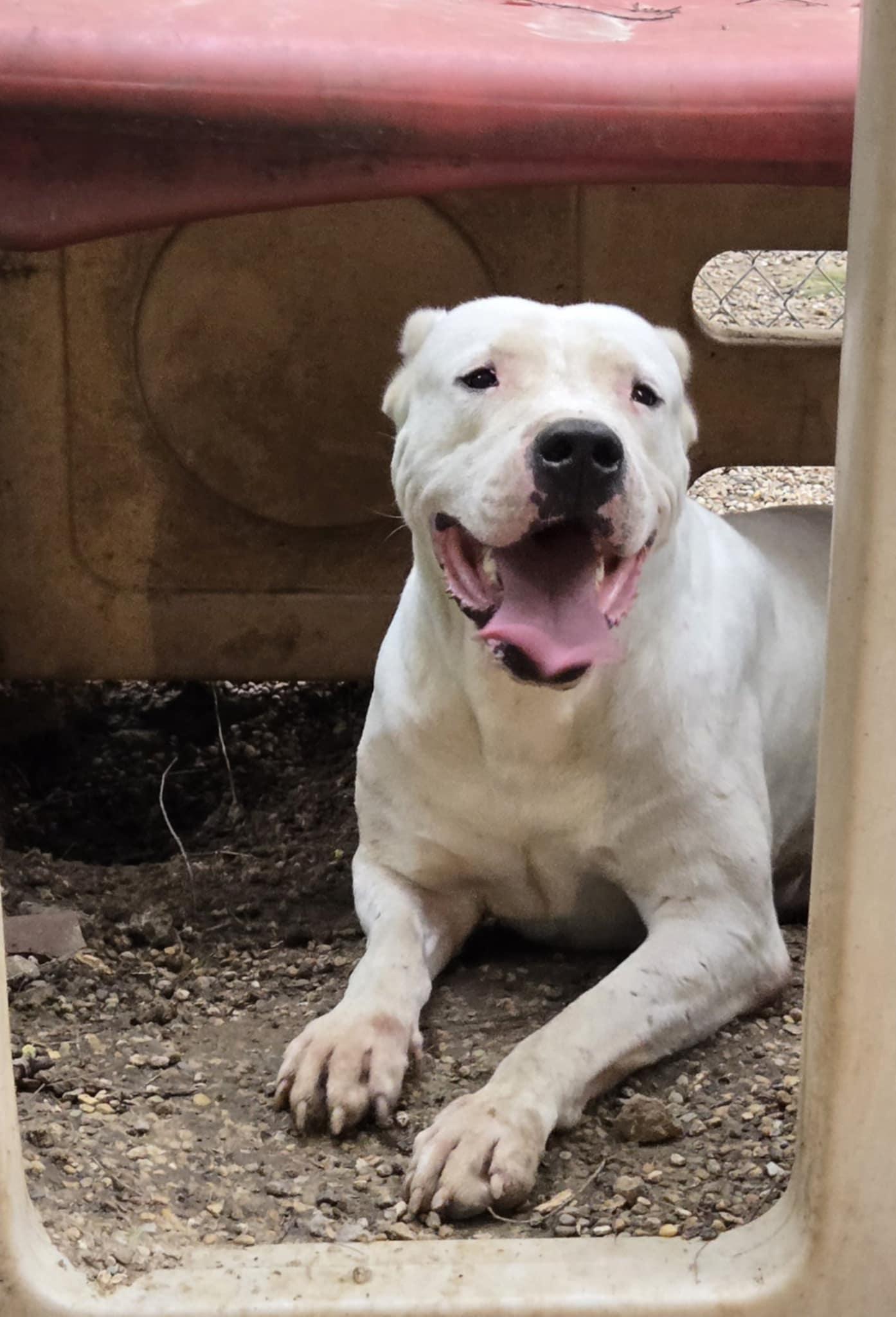 Enlarge Sasha, a Adoptable Dogo Argentino in Freeport, IL image 2/6