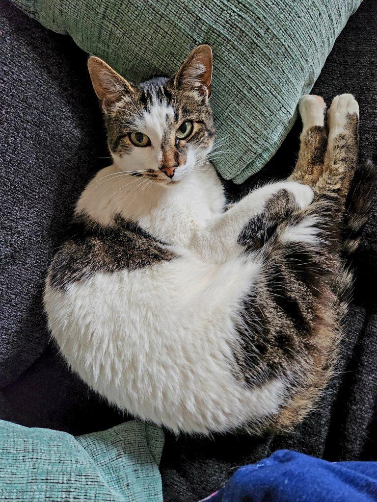 Enlarge Artemis, a ADOPTABLE Calico in Anchorage, AK image 1/1