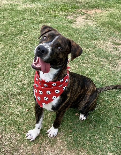 Enlarge Slate, a Adopted mixed breed in McKinney, TX image 1/1