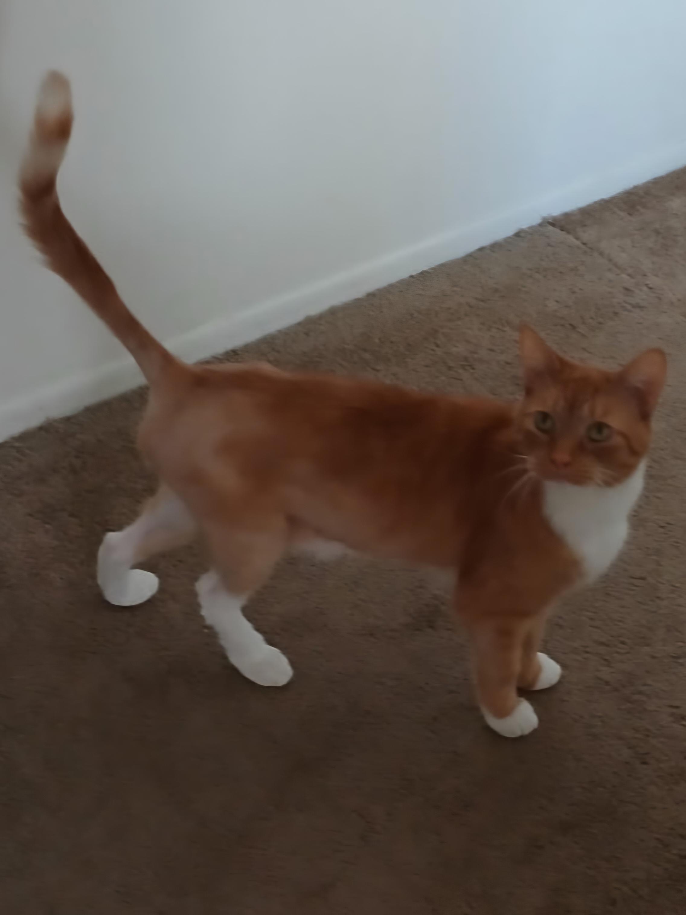 Enlarge Leo, a Adoptable Tabby in Mount Clemens, MI image 4/6