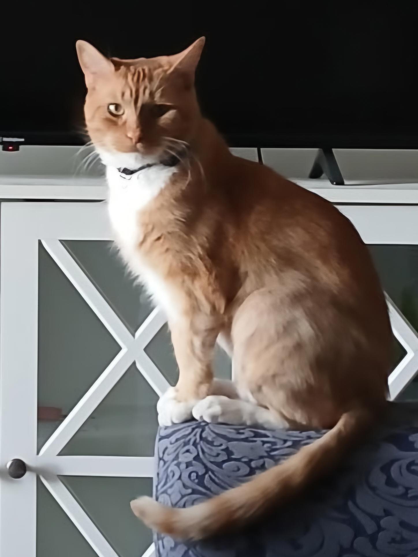 Enlarge Leo, a Adoptable Tabby in Mount Clemens, MI image 3/6