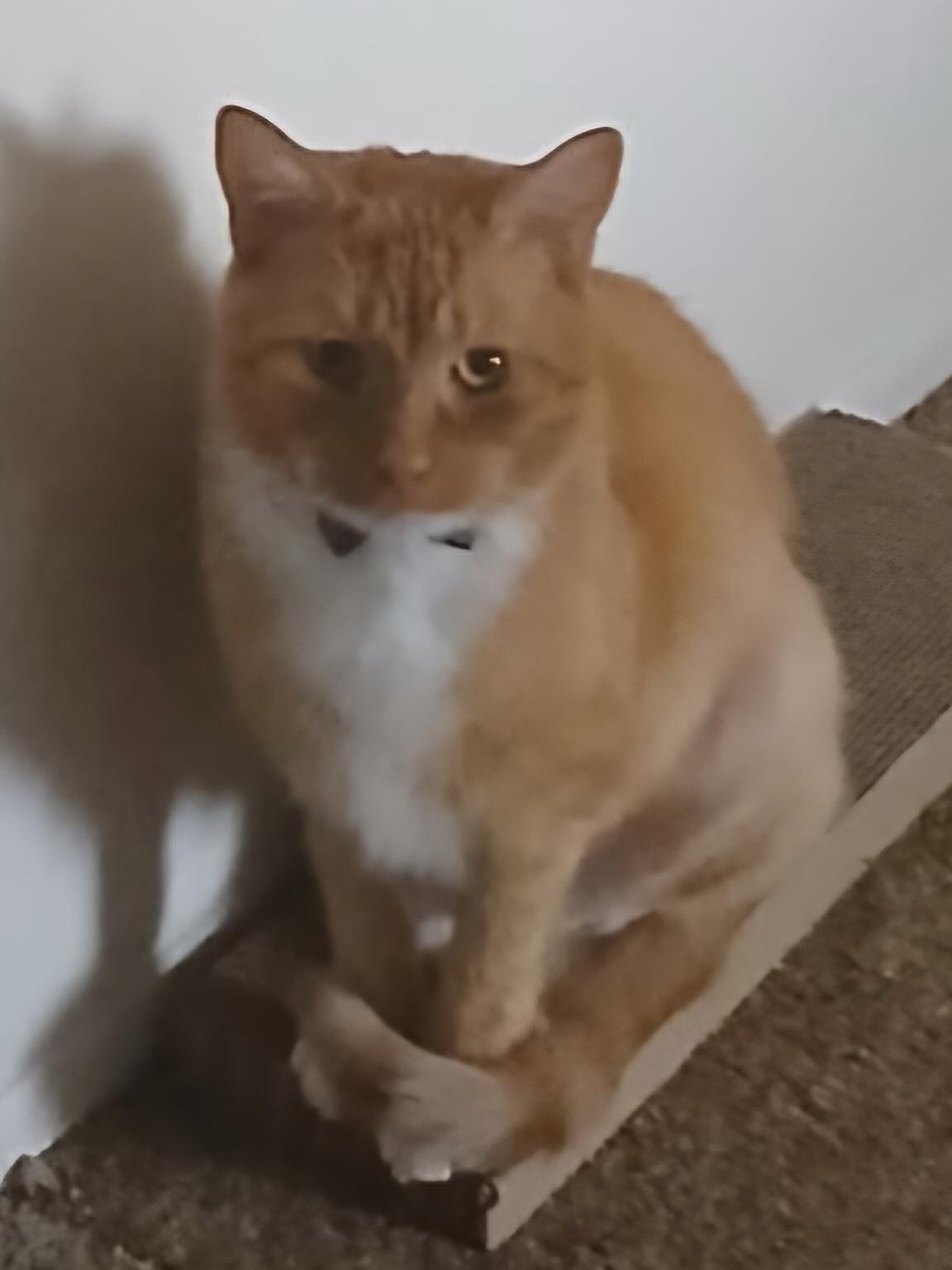 Enlarge Leo, a Adoptable Tabby in Mount Clemens, MI image 6/6