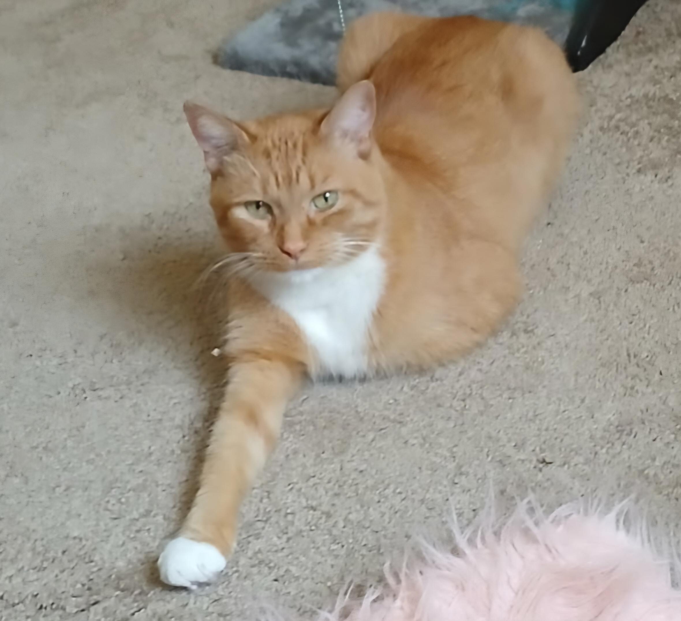 Enlarge Leo, a Adoptable Tabby in Mount Clemens, MI image 1/6