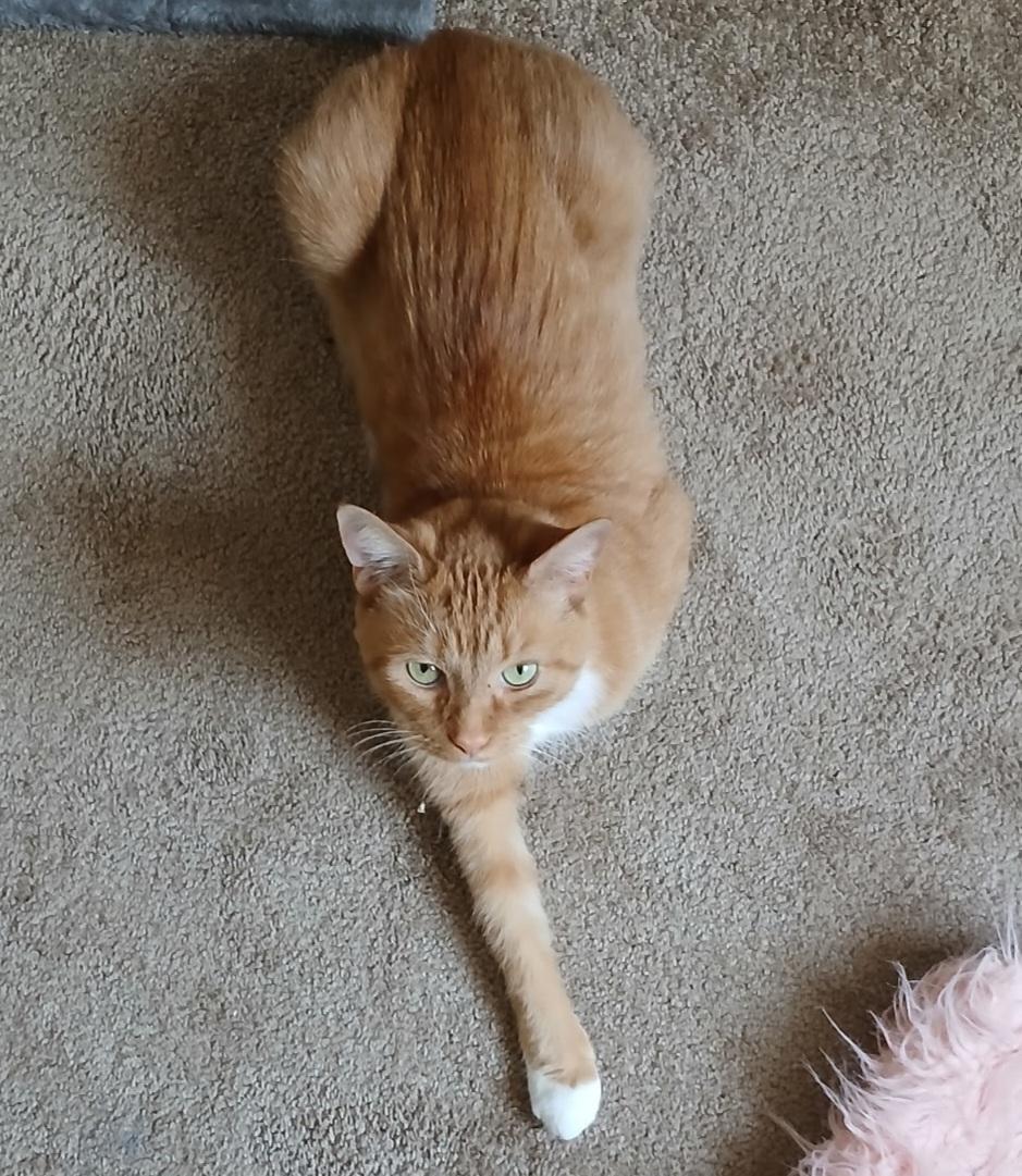 Enlarge Leo, a Adoptable Tabby in Mount Clemens, MI image 5/6