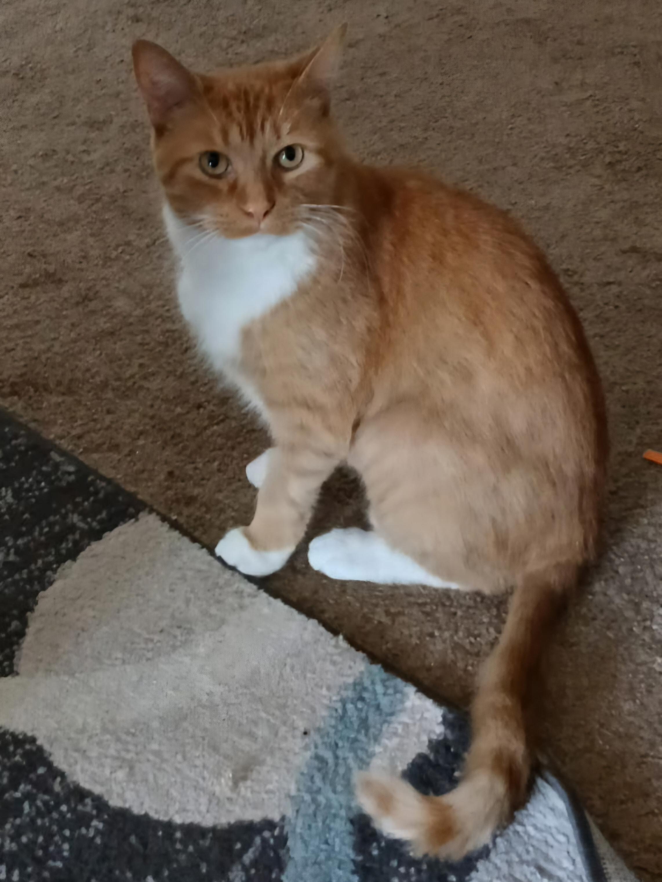 Enlarge Leo, a Adoptable Tabby in Mount Clemens, MI image 2/6