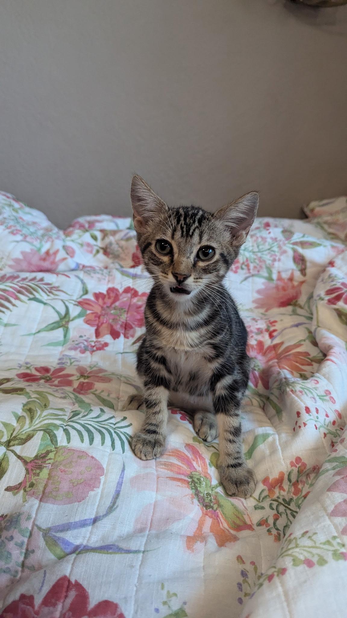 Dean, Adoptable, Kitten Male Tabby.