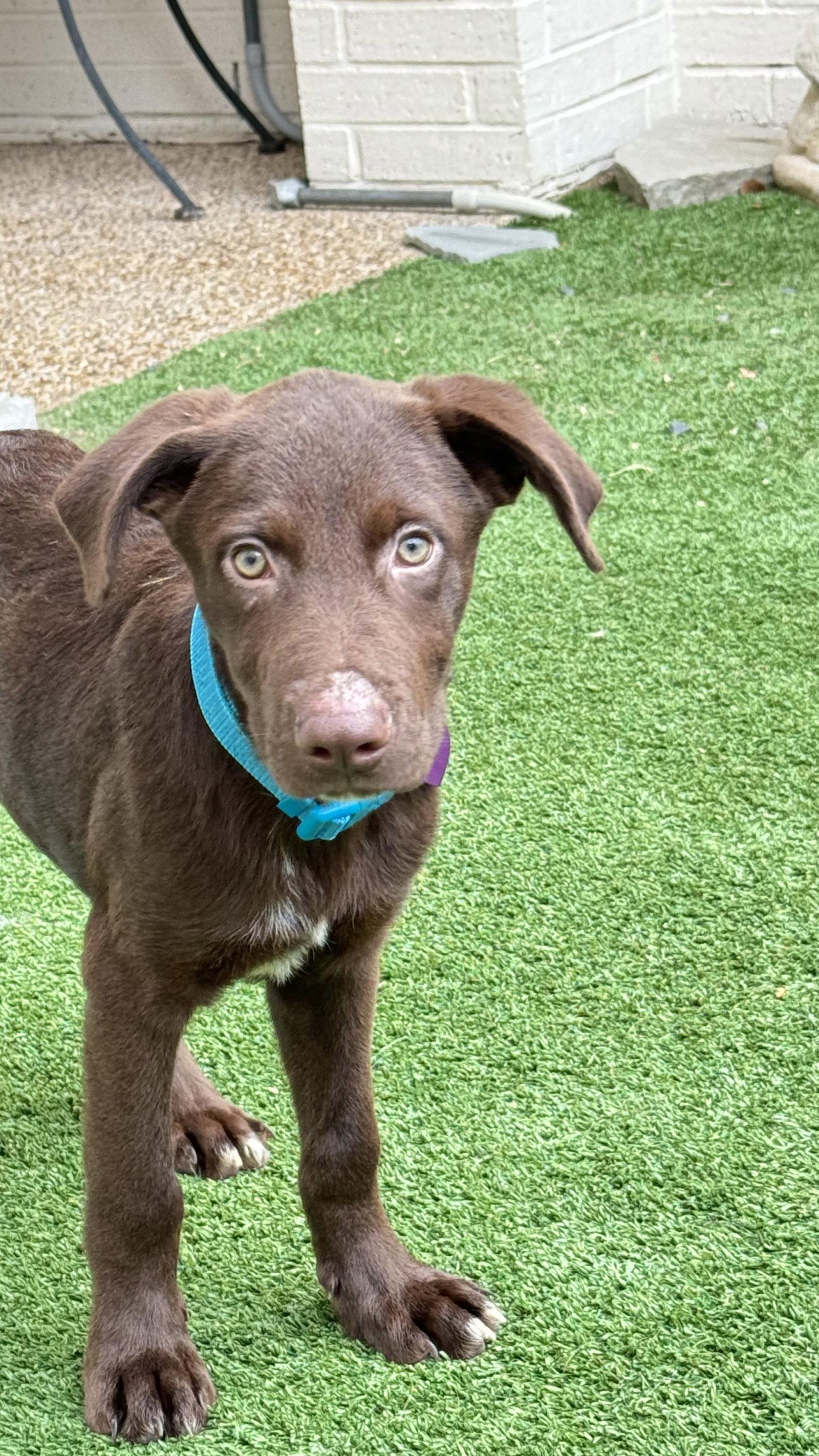 Rowan, Adopted, Young Male Labrador Retriever.