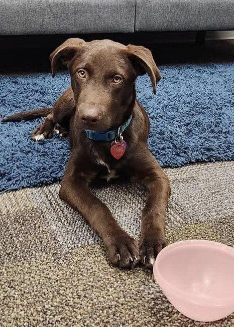 Enlarge Rowan, a Adopted Labrador Retriever in Fort Worth, TX image 2/3