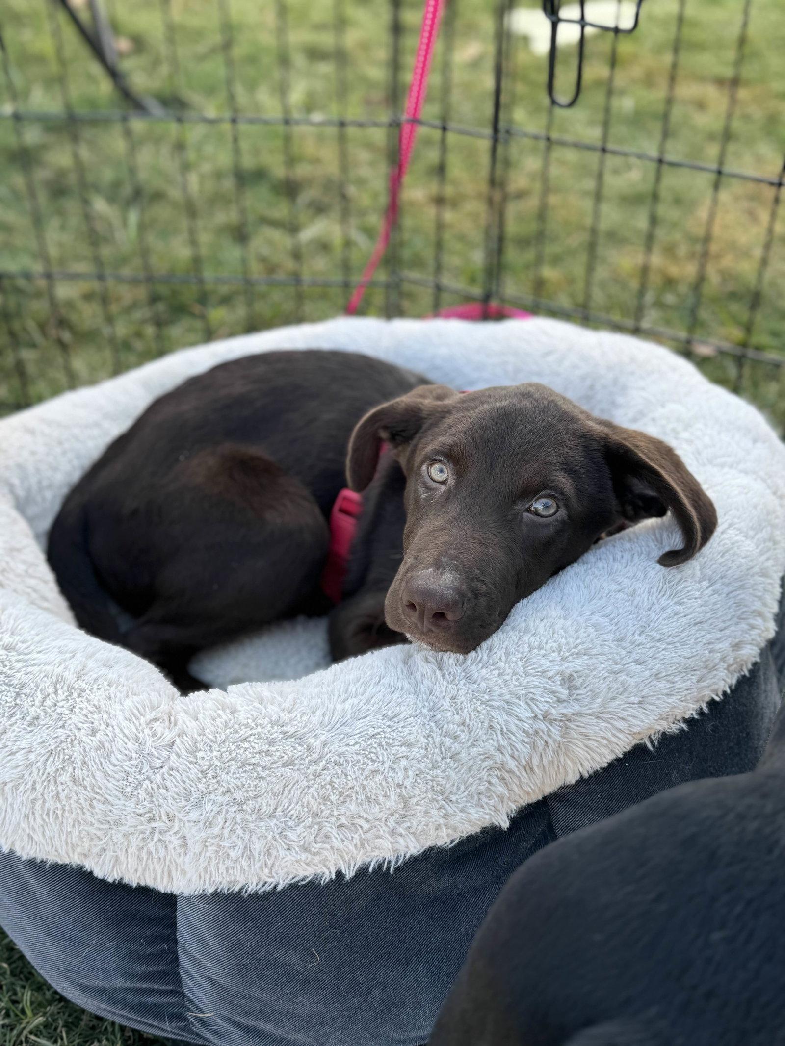 Enlarge Rowan, a Adopted Labrador Retriever in Fort Worth, TX image 3/3