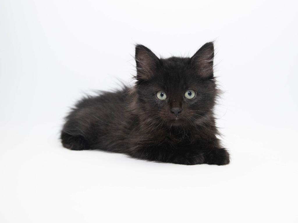 Dodger, Adoptable, Kitten Male Domestic Medium Hair.