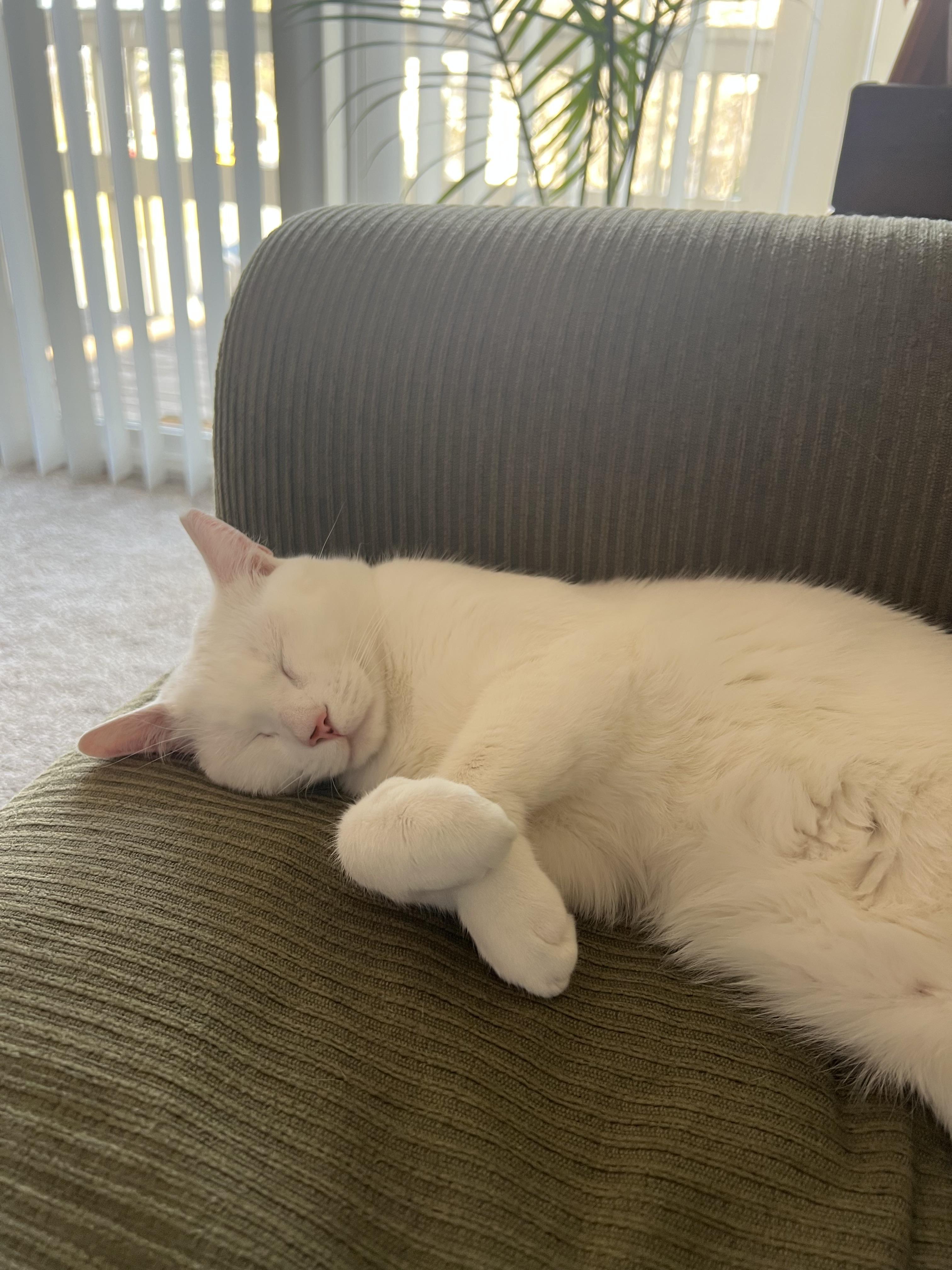 Enlarge Snowball, a ADOPTABLE Domestic Short Hair in Beltsville, MD image 4/6