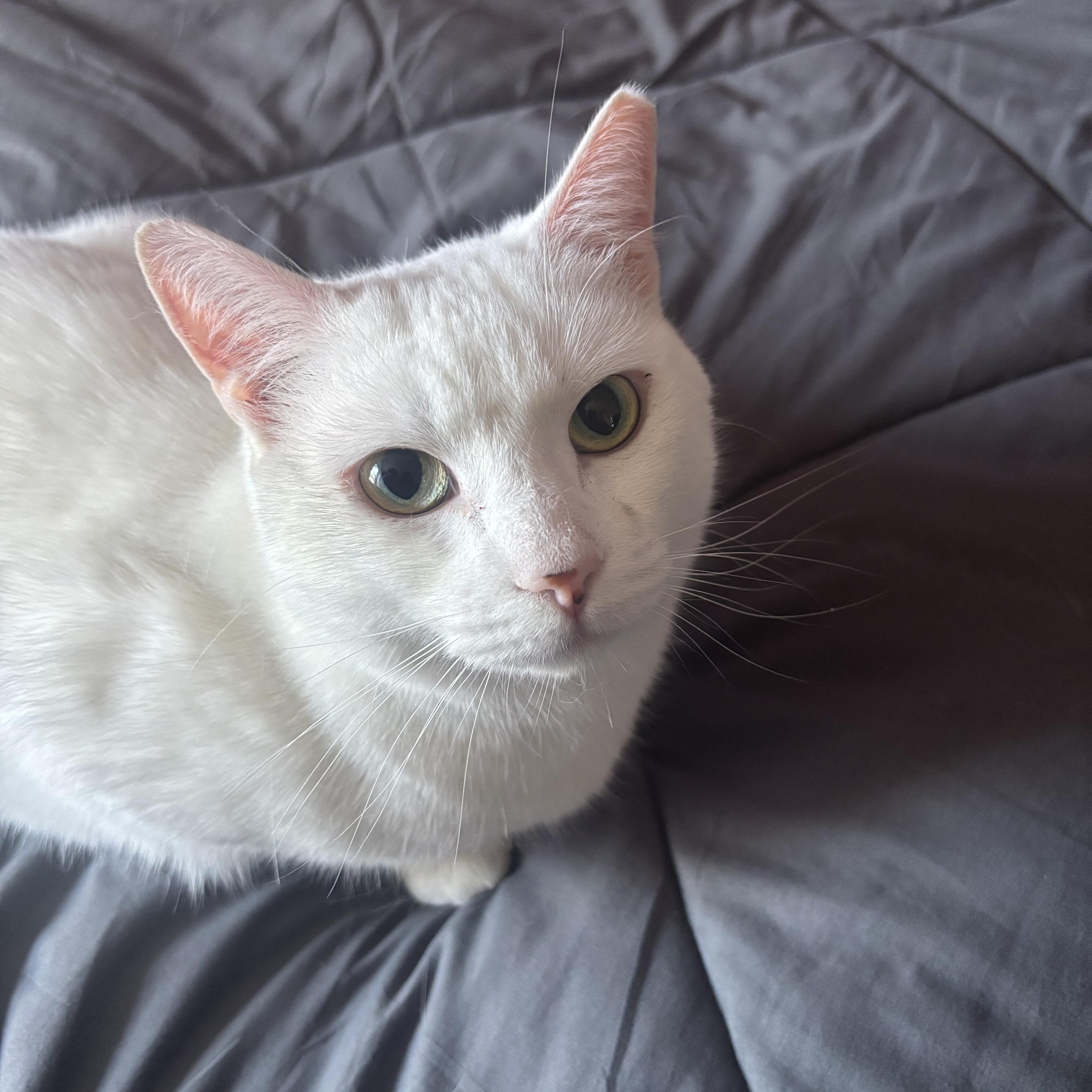 Enlarge Snowball, a ADOPTABLE Domestic Short Hair in Beltsville, MD image 1/6