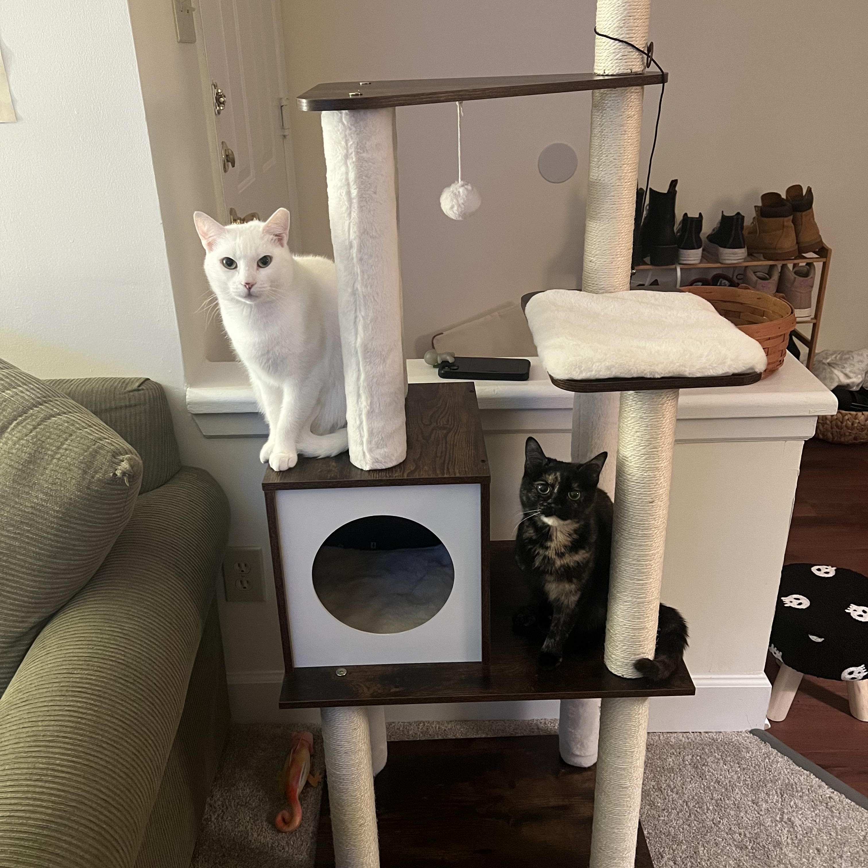 Enlarge Snowball, a ADOPTABLE Domestic Short Hair in Beltsville, MD image 6/6