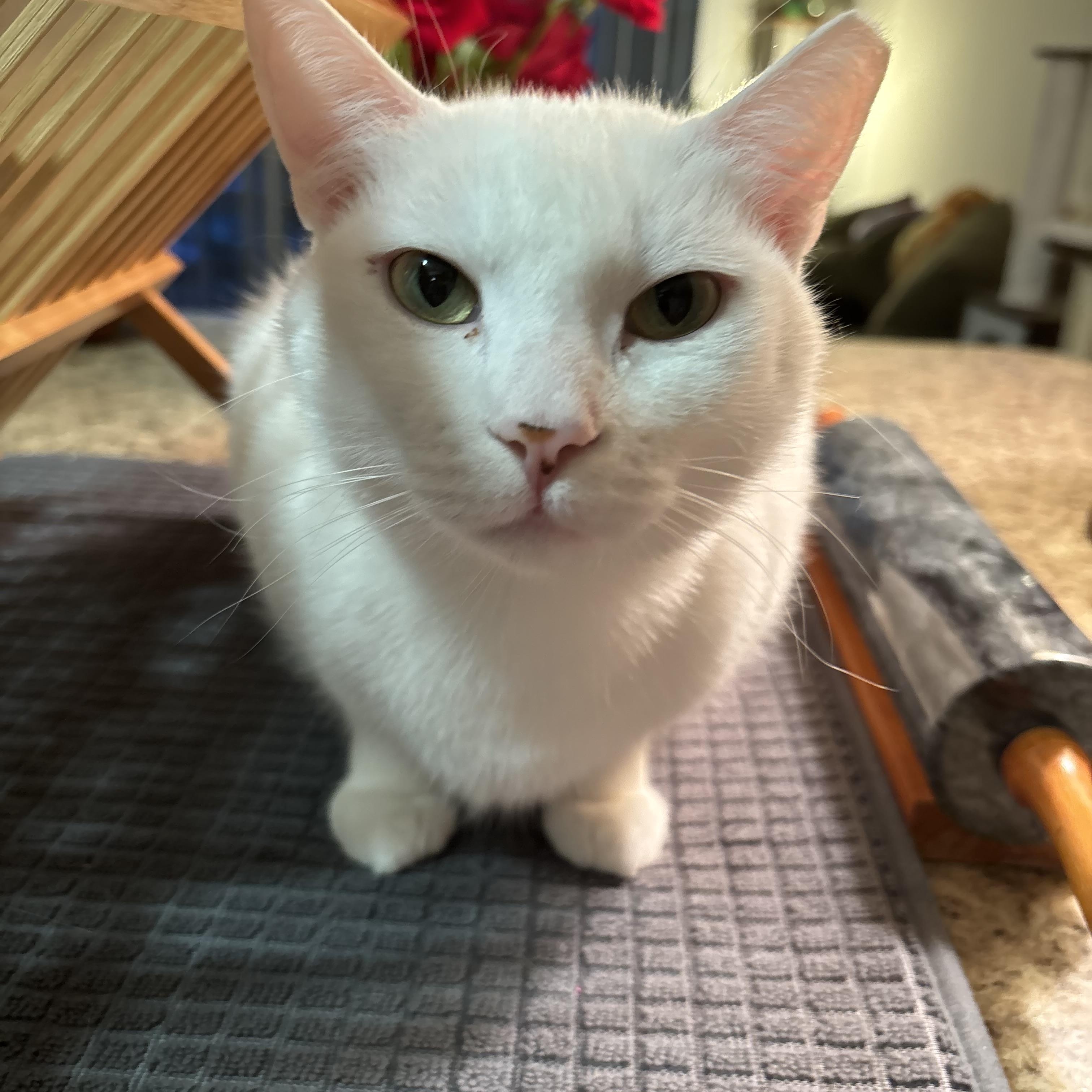 Enlarge Snowball, a ADOPTABLE Domestic Short Hair in Beltsville, MD image 3/6