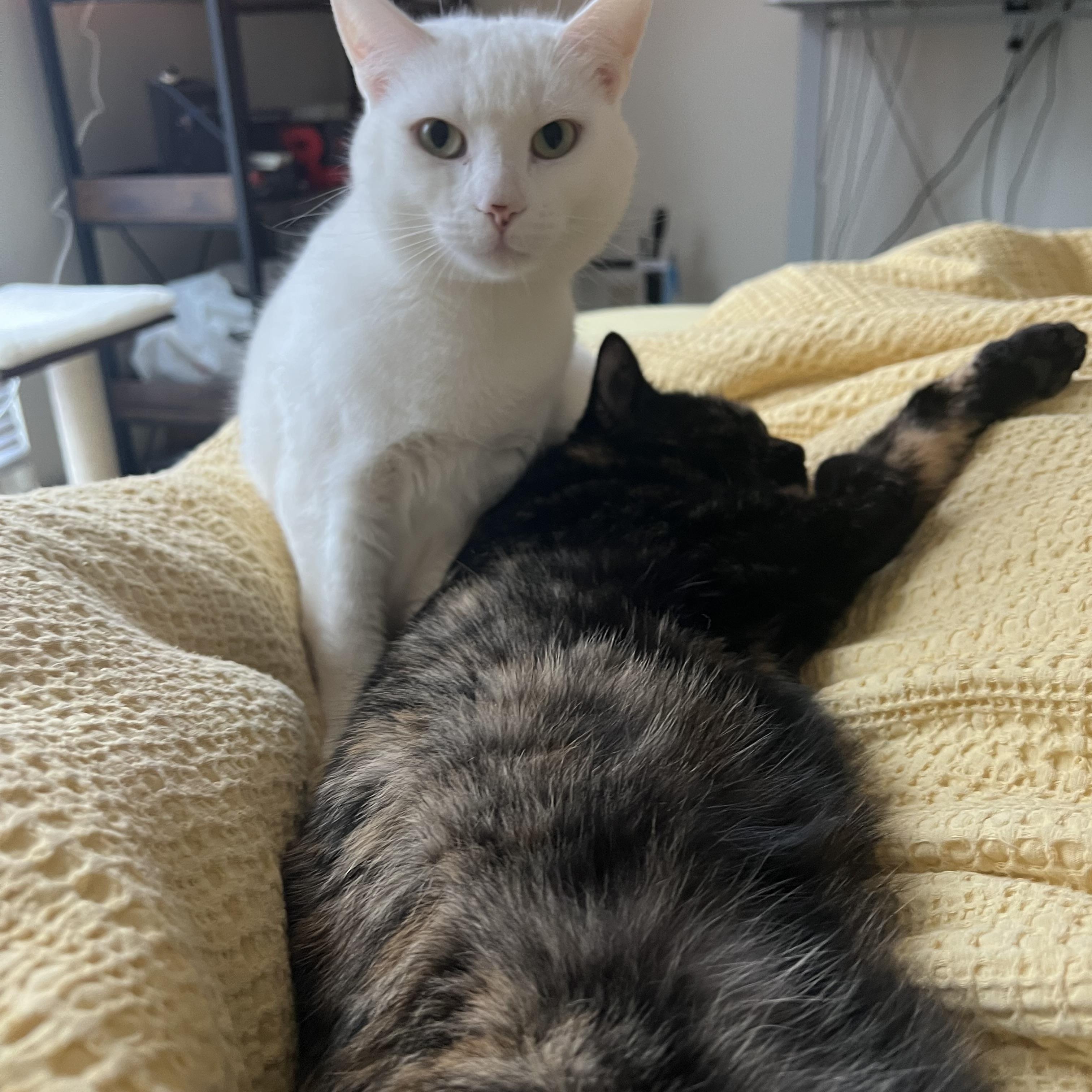 Enlarge Snowball, a ADOPTABLE Domestic Short Hair in Beltsville, MD image 5/6