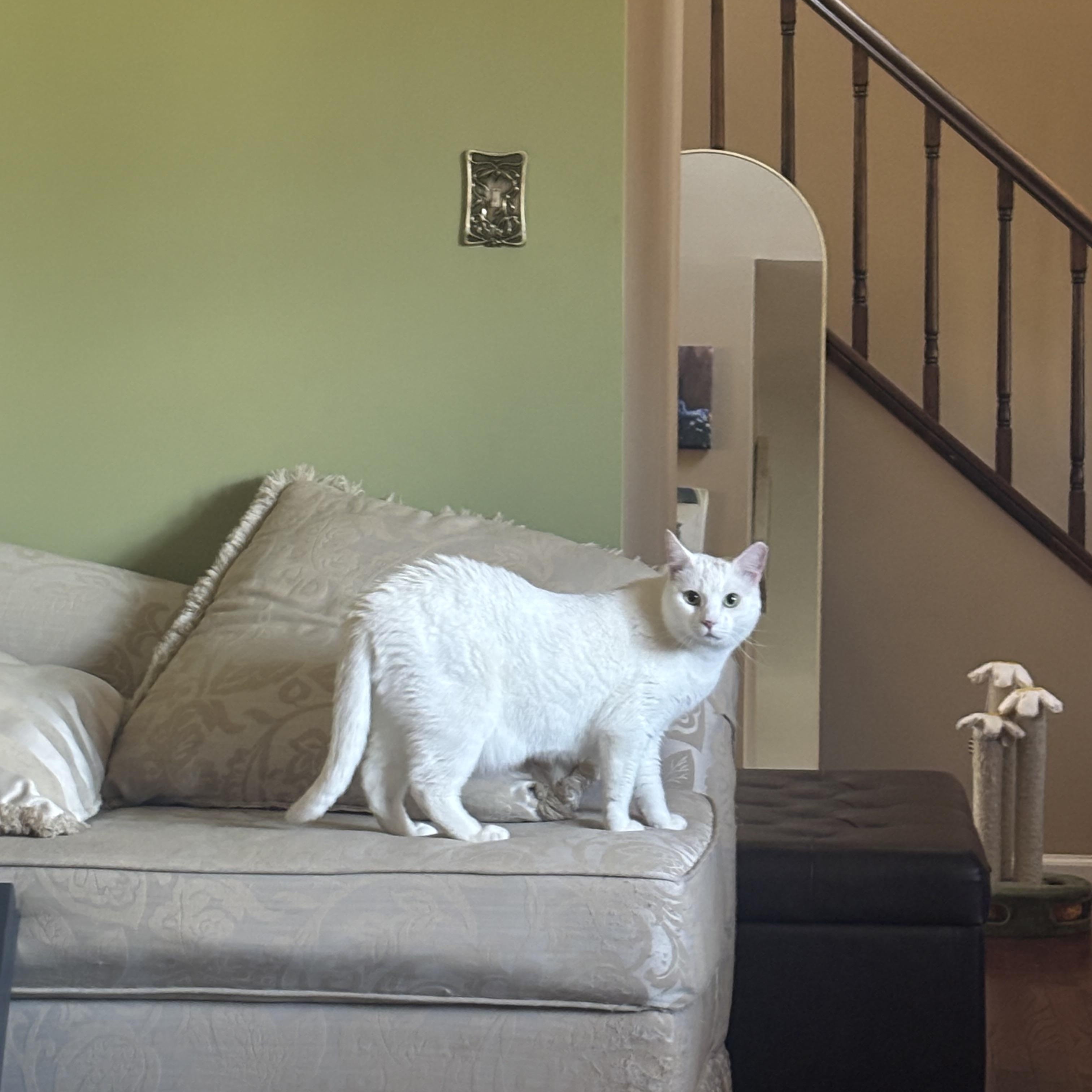 Enlarge Snowball, a ADOPTABLE Domestic Short Hair in Beltsville, MD image 2/6