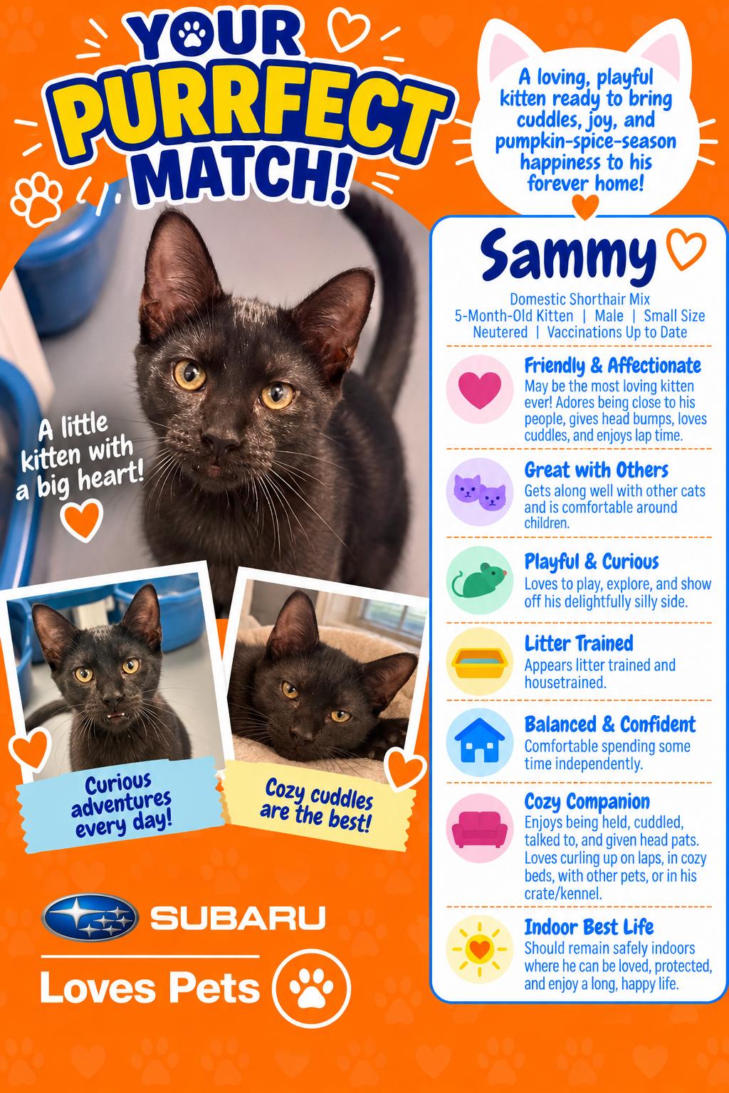 Sammy, Adoptable, Kitten Male Domestic Short Hair.