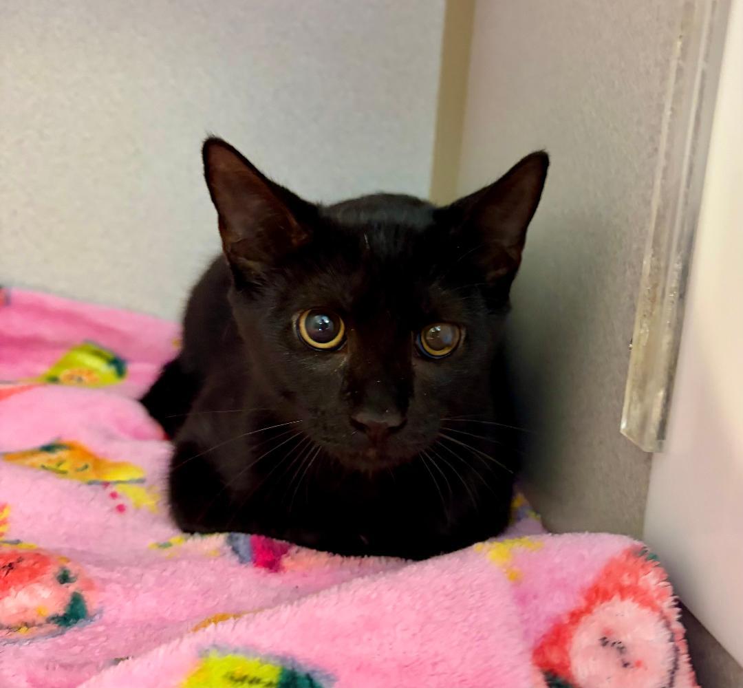 Enlarge Sammy, a Adoptable Domestic Short Hair in Winter Haven, FL image 2/3