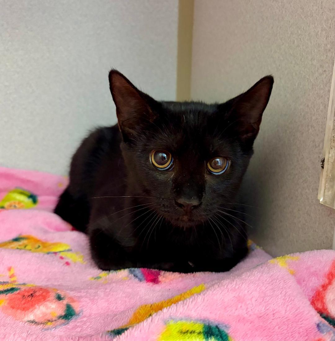 Enlarge Sammy, a Adoptable Domestic Short Hair in Winter Haven, FL image 3/3