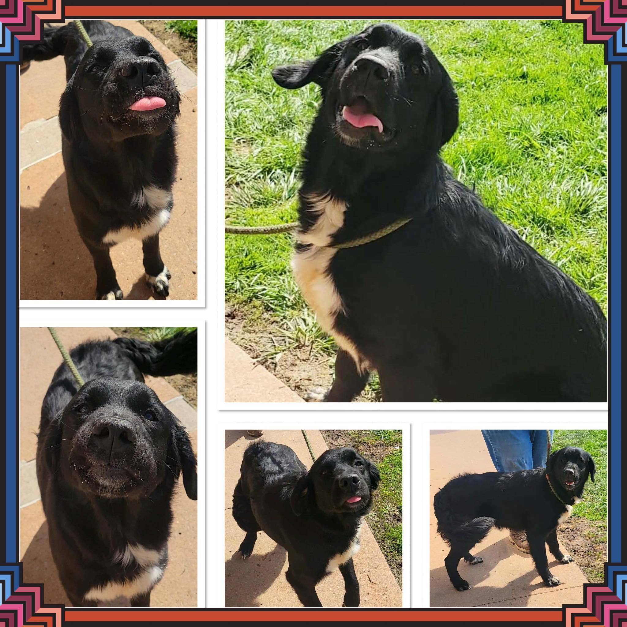 Enlarge REESES PUPPY CUPS, a ADOPTABLE mixed breed in Buckhannon, WV image 1/1