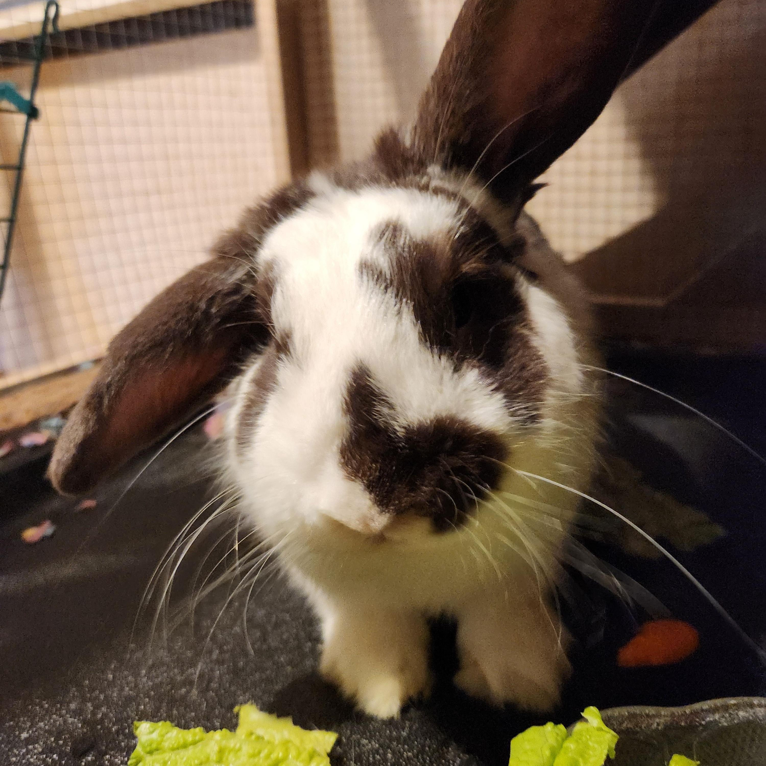 Bun shape on nose, a Adopted mixed breed in Cream Ridge, NJ image 1/3
