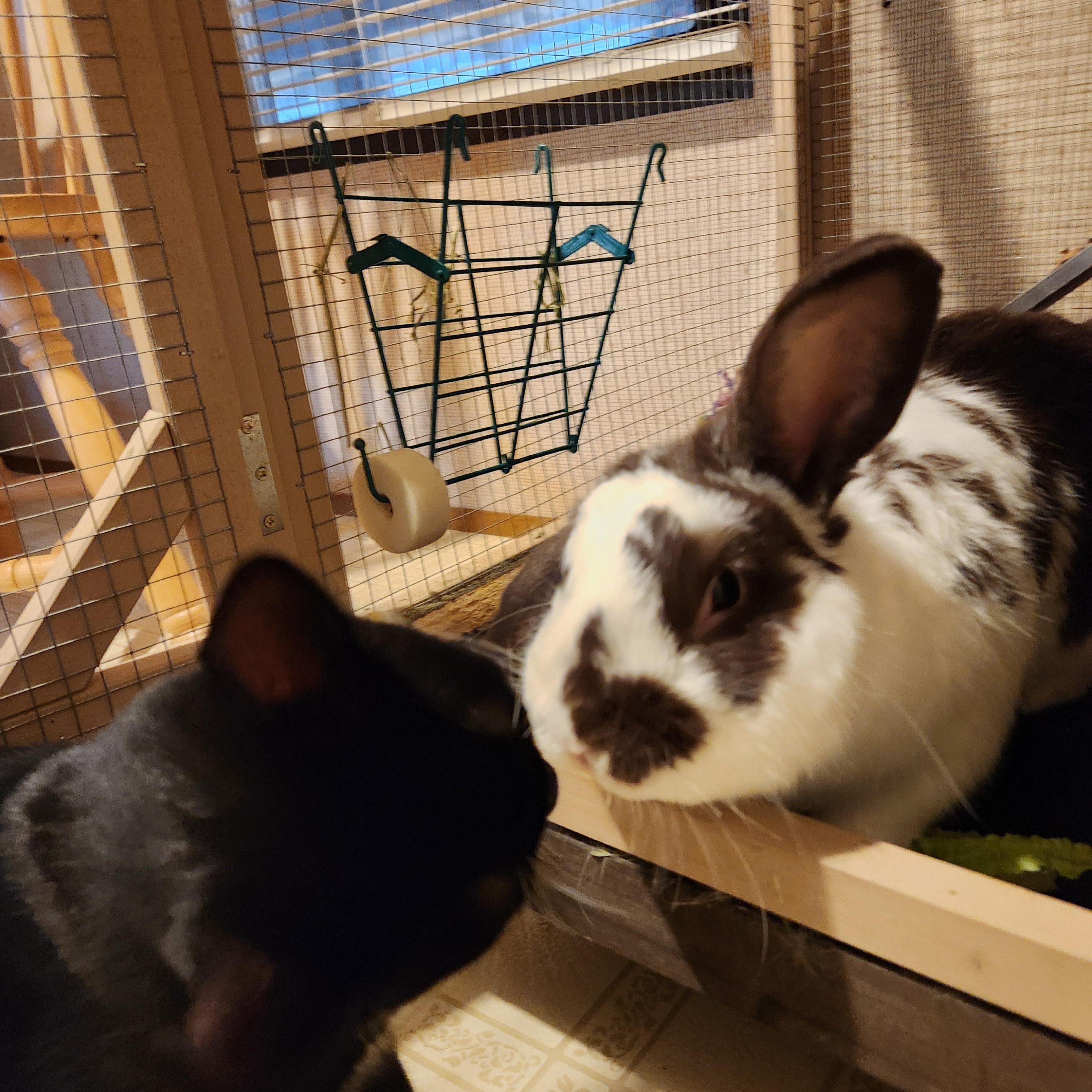 Bun shape on nose, a Adopted mixed breed in Cream Ridge, NJ image 3/3