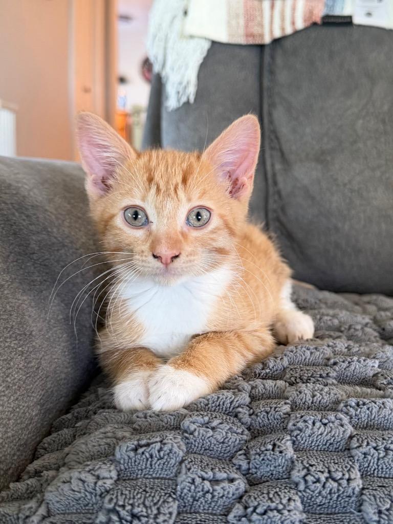 JJ, Adopted, Kitten Male Domestic Short Hair.