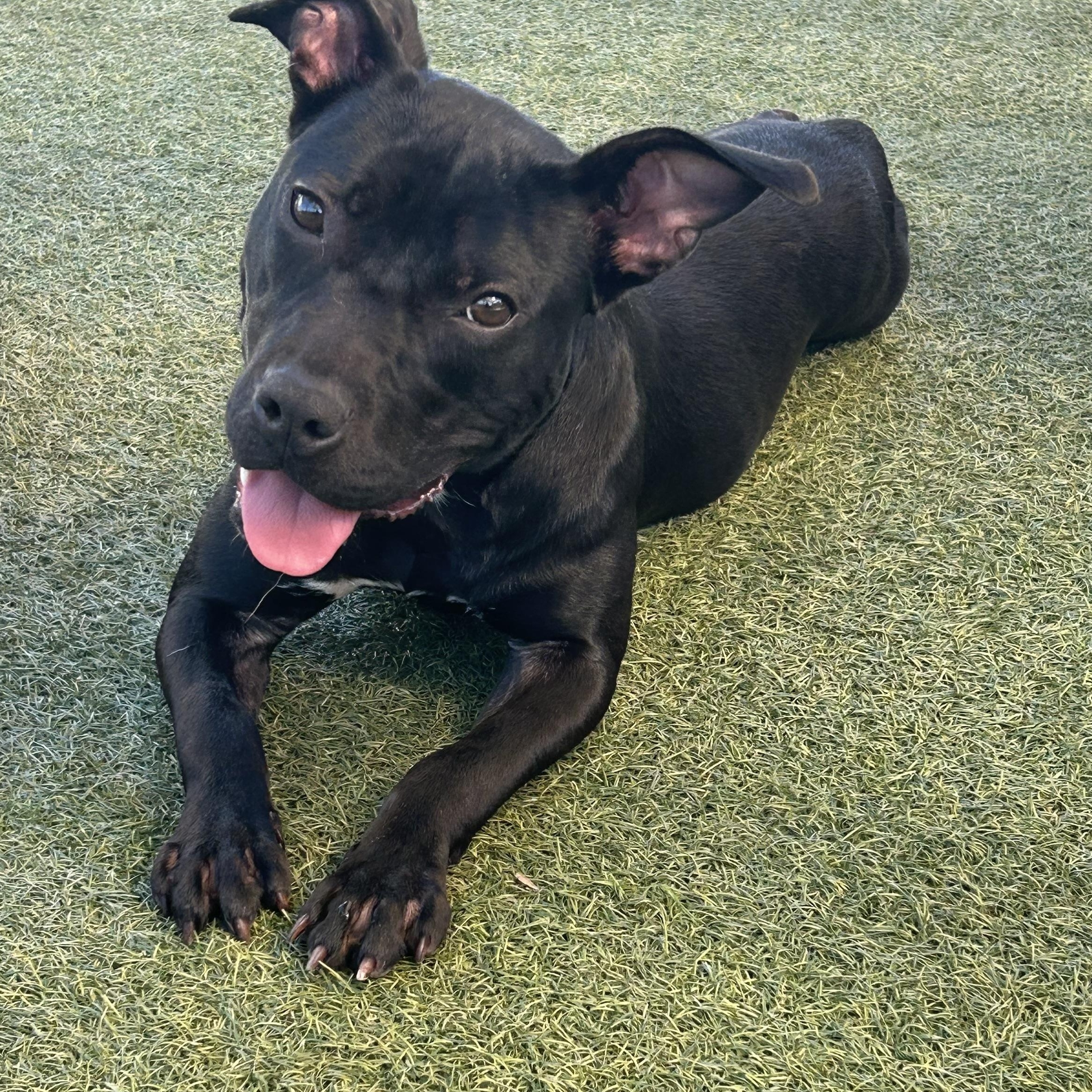 Enlarge Fawn, a Adoptable mixed breed in Coconut Creek, FL image 4/5