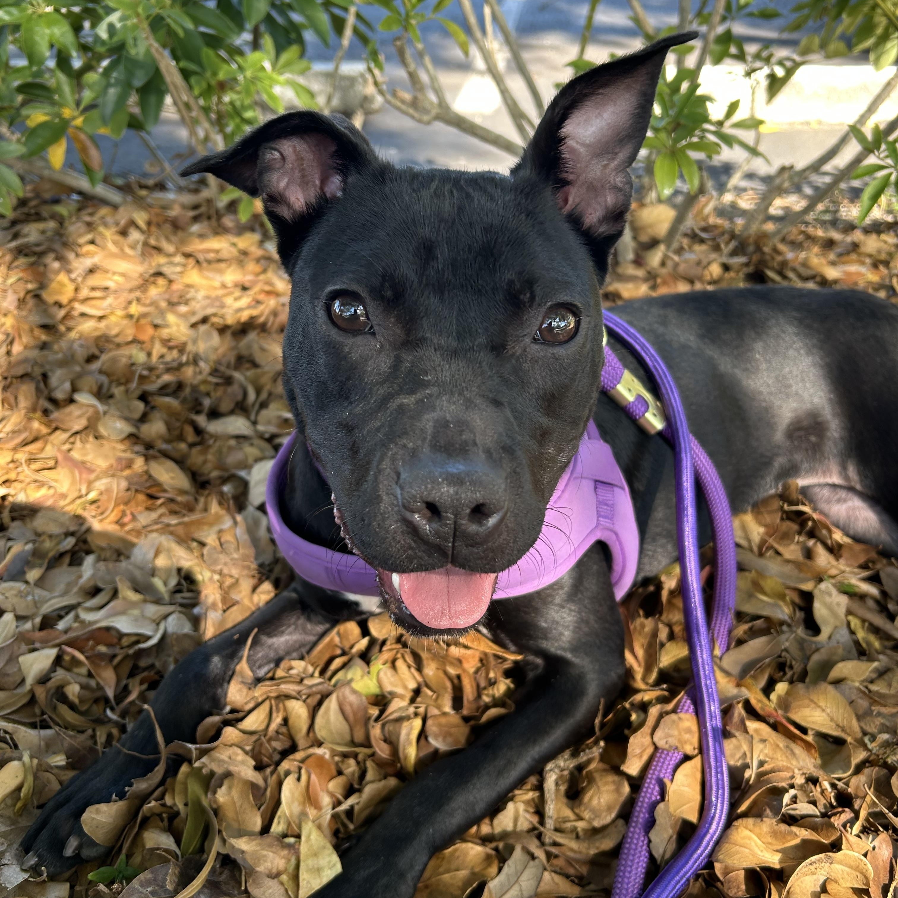 Enlarge Fawn, a Adoptable mixed breed in Coconut Creek, FL image 1/5