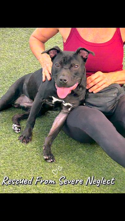 Enlarge Fawn, a Adoptable mixed breed in Coconut Creek, FL video 3/5