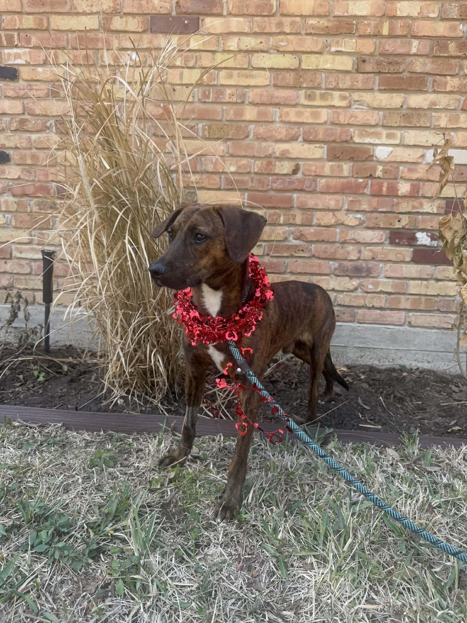 Austin — thumbnail 5